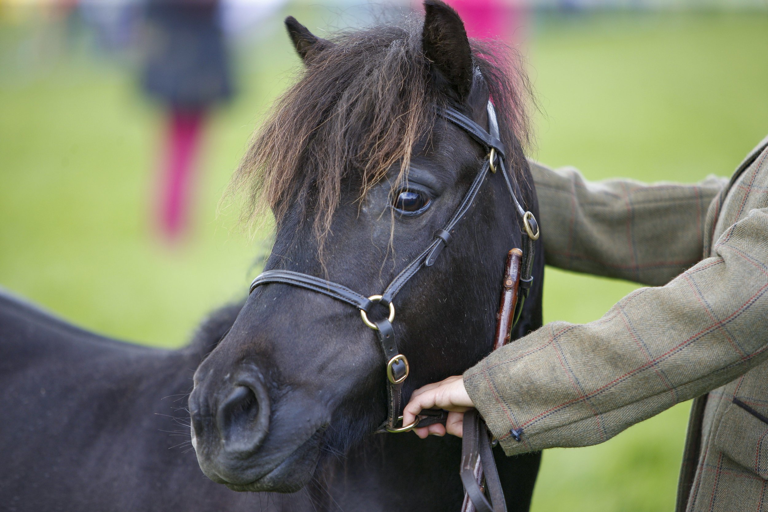 Pony_s head - looking.jpg