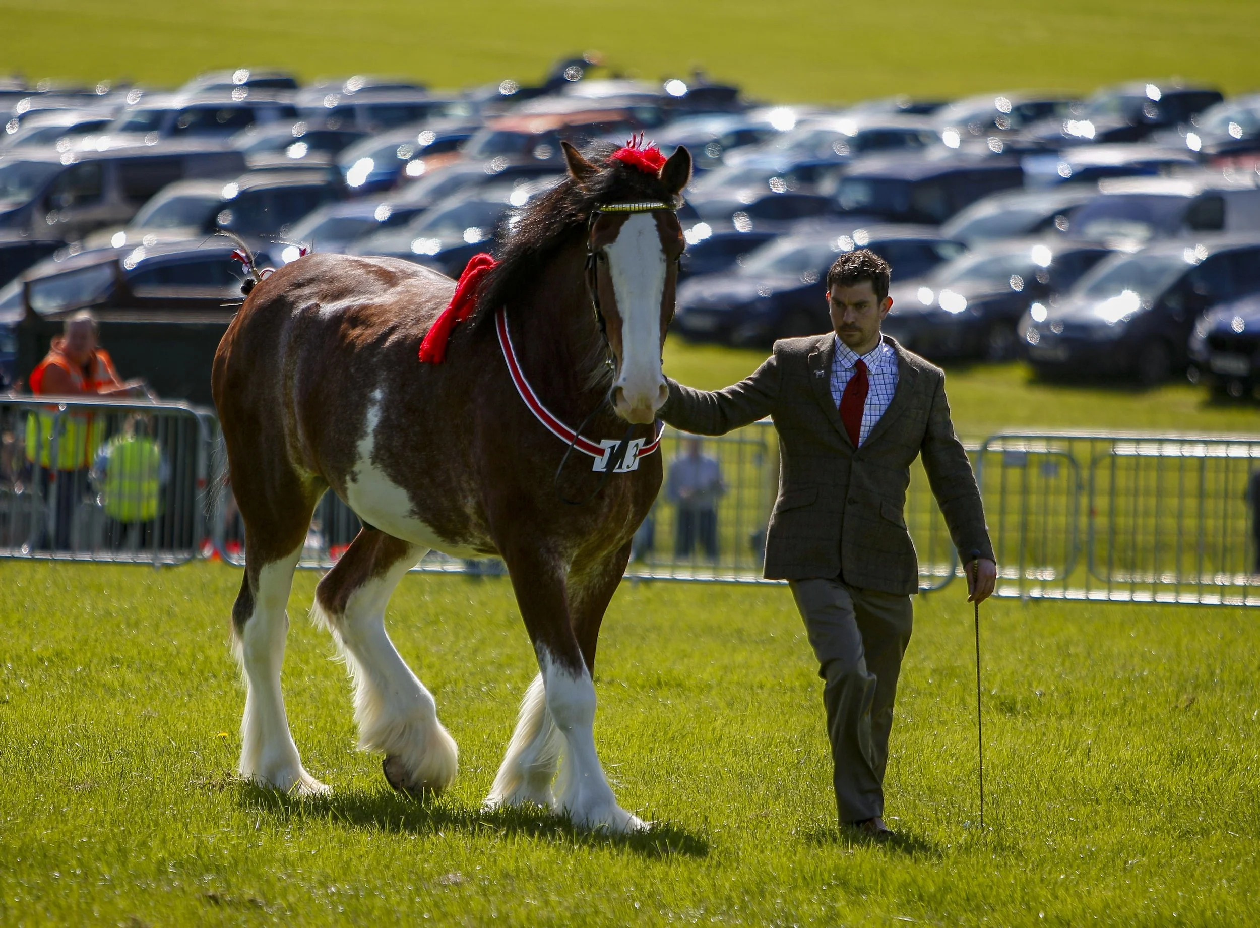 Heavy horse in showing class.jpg