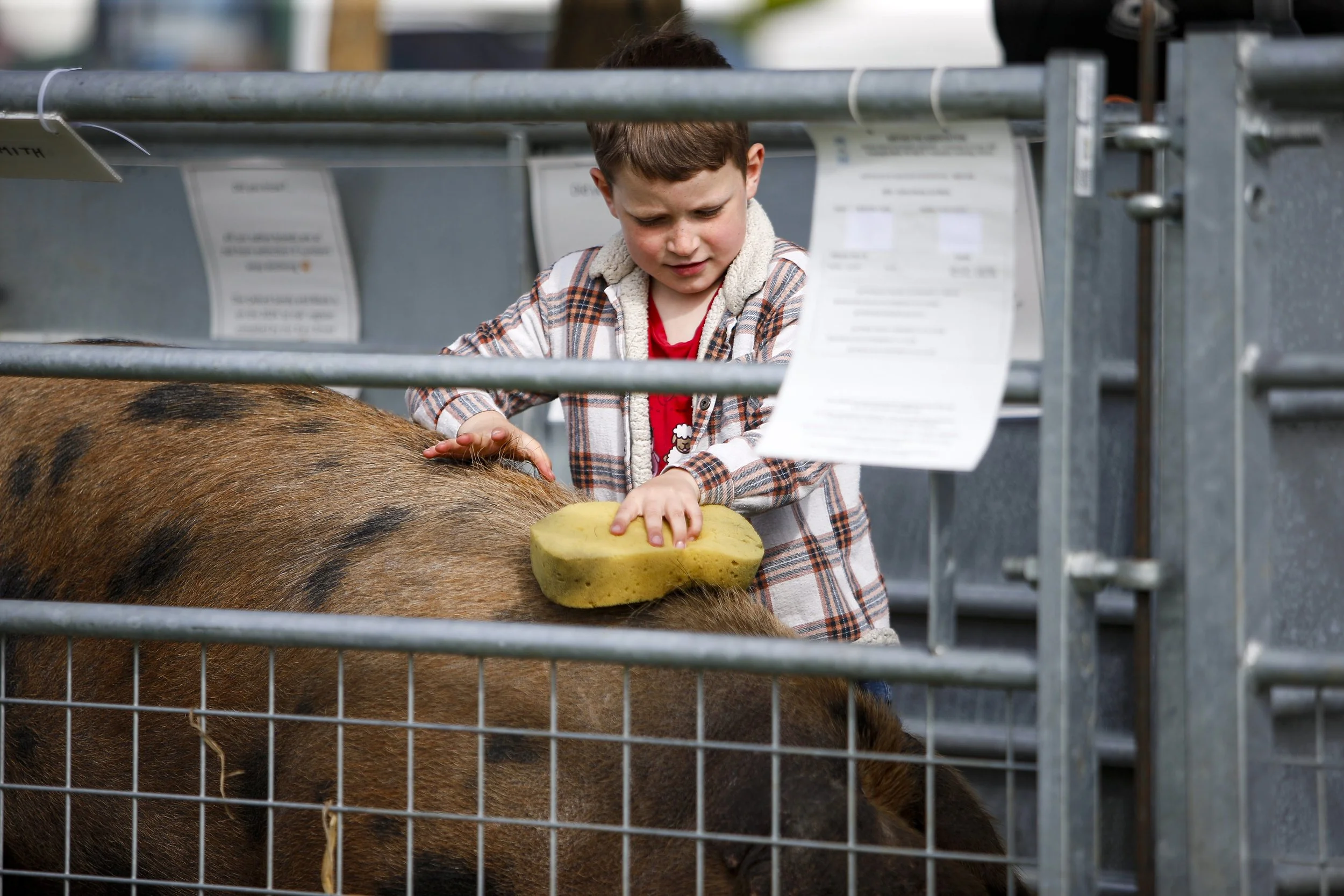 Young boy getting his pig ready.jpg