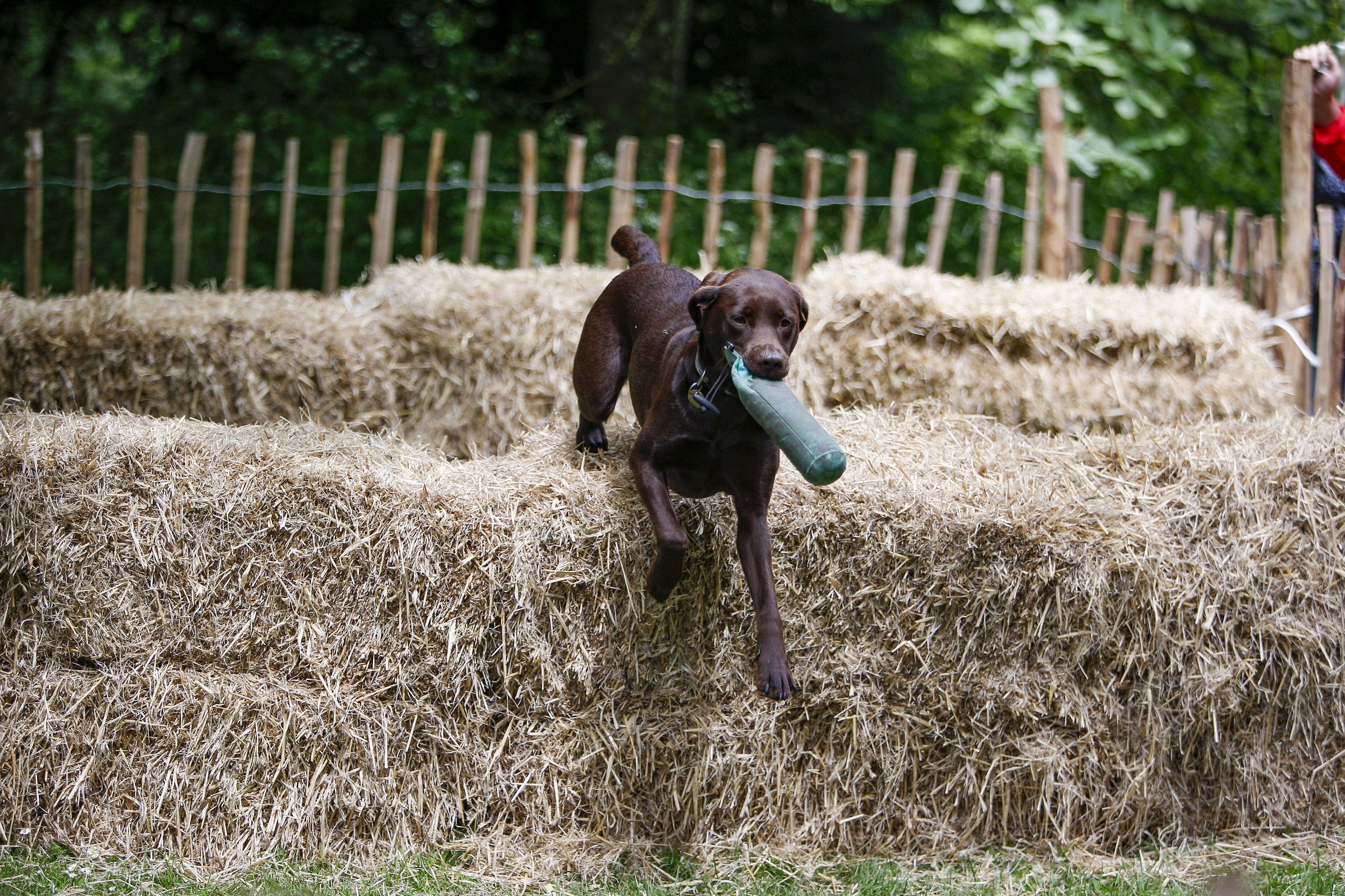 Dog scurries - over the bales.jpg