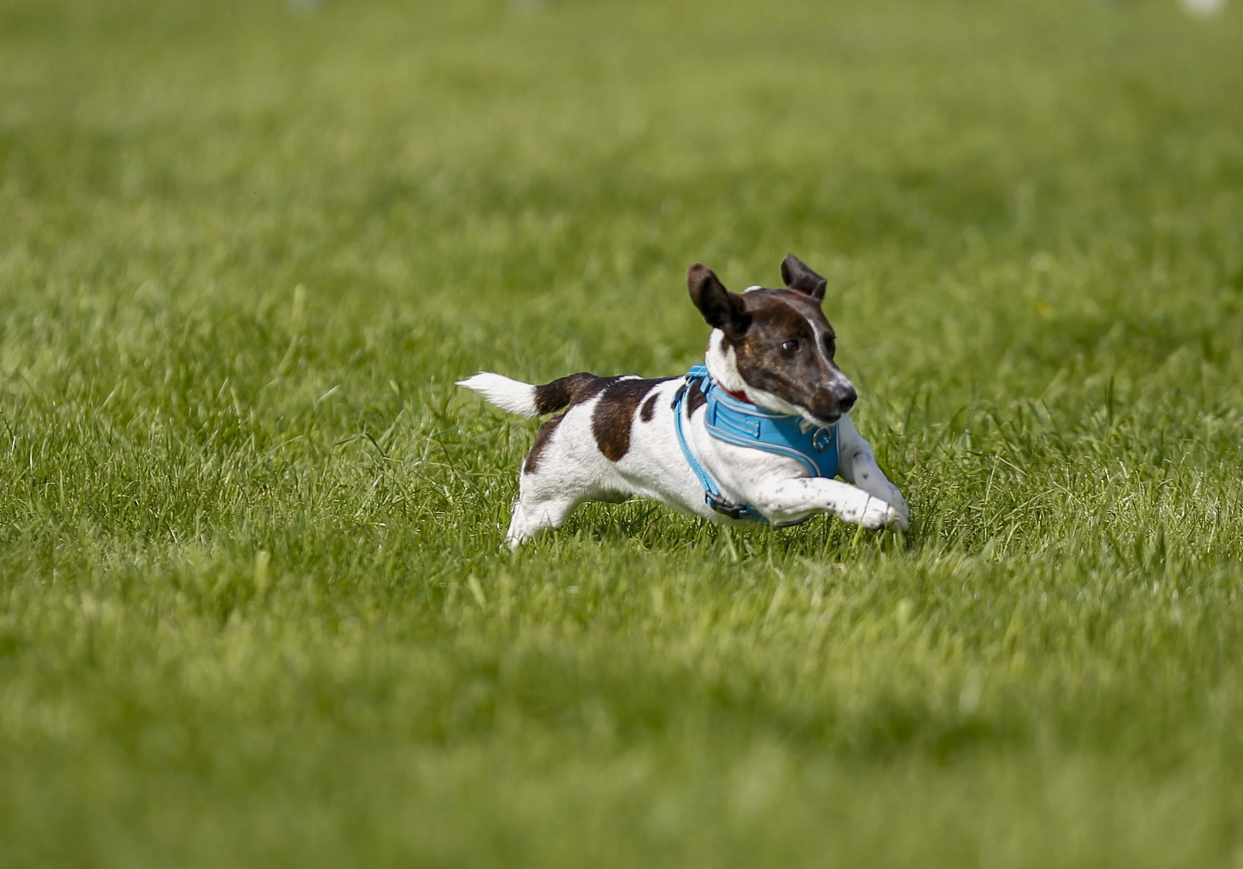 Little dog running.jpg