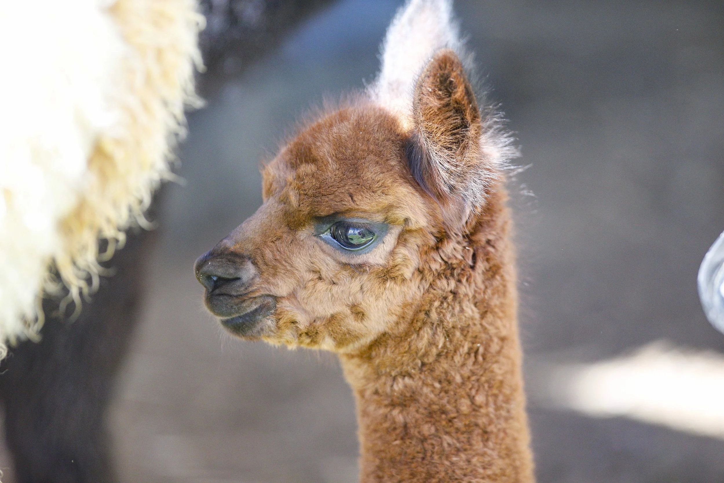 Alpaca - baby.jpg