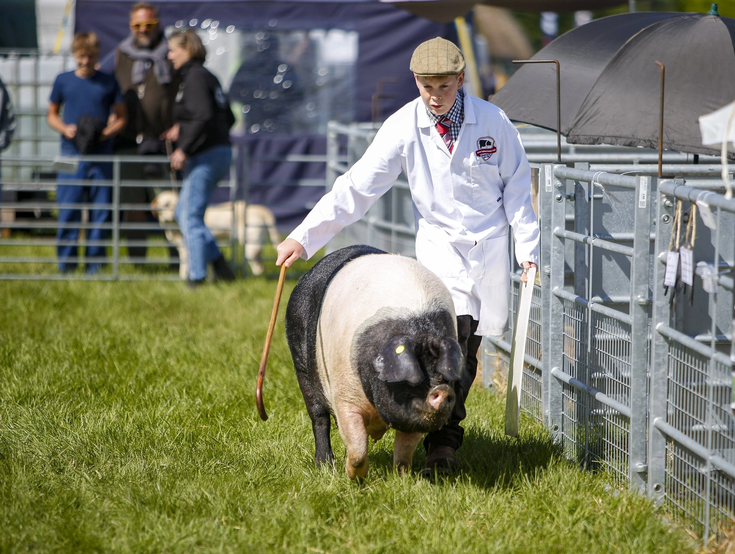 Boy showing his pig.jpg