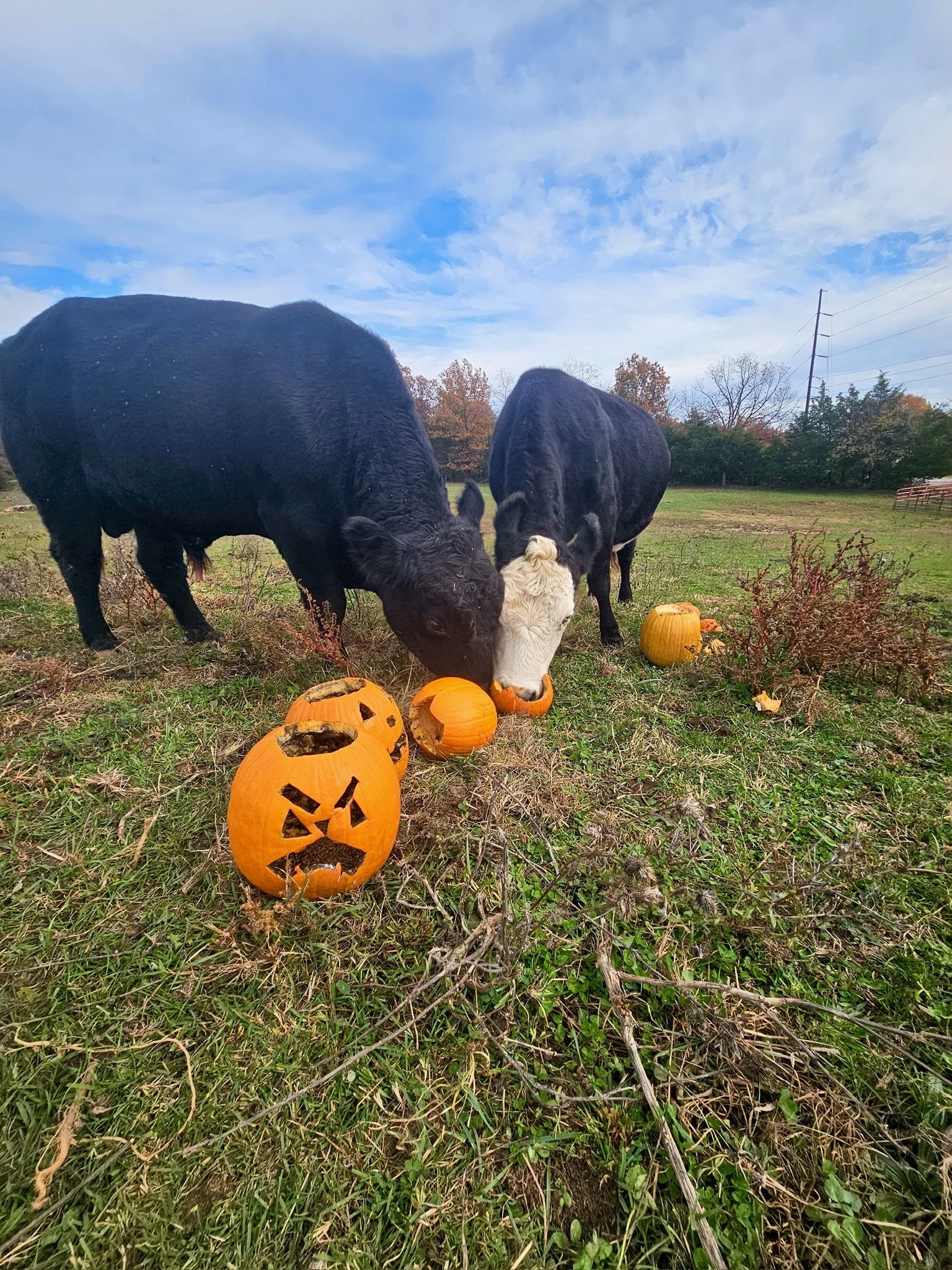 Eco Friendly Pumpkin Pickup Add-On