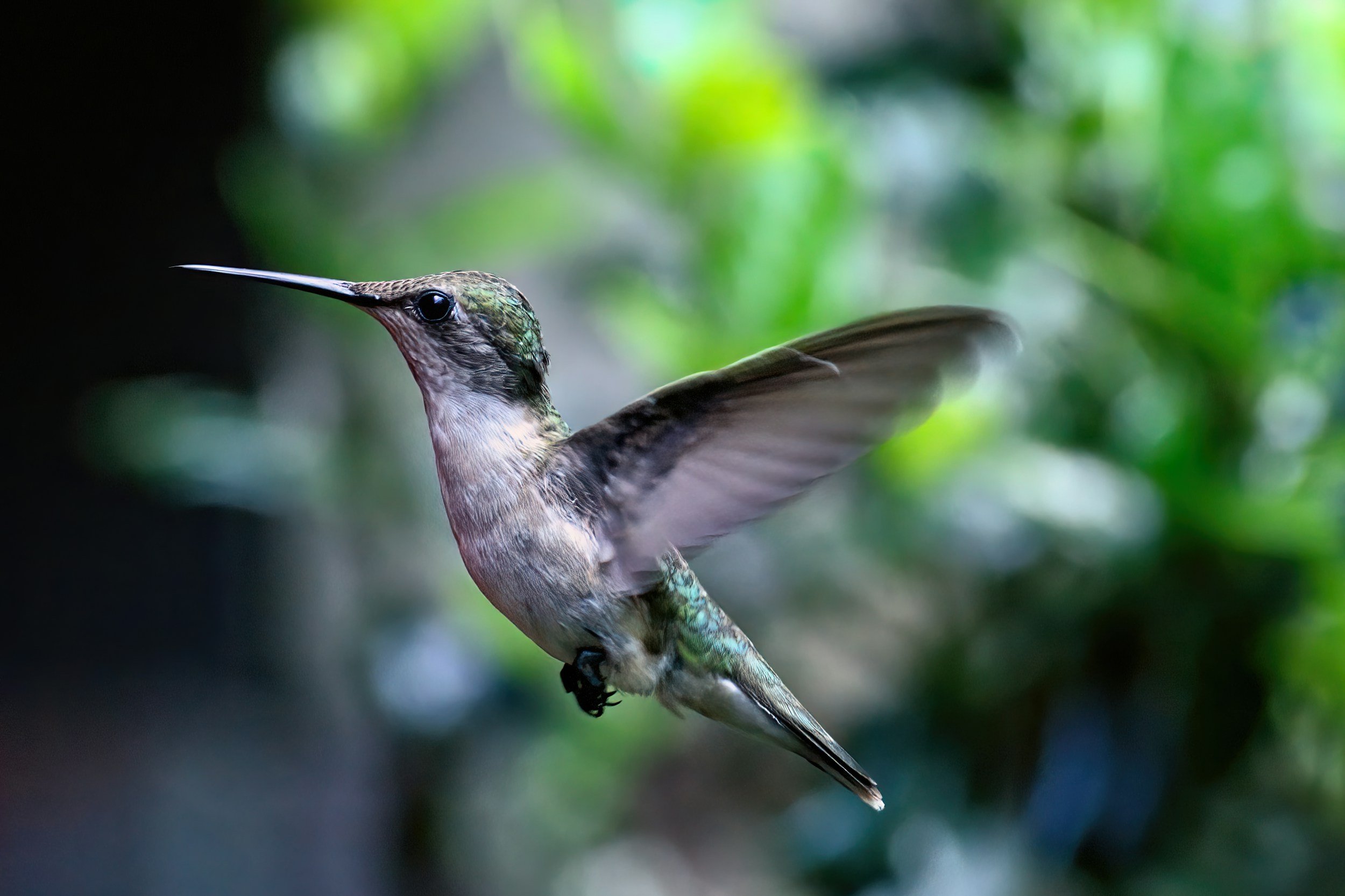 A close-up of a hummingbird hovering with wings blurred, green and brown plumage, set against a blurred green background.