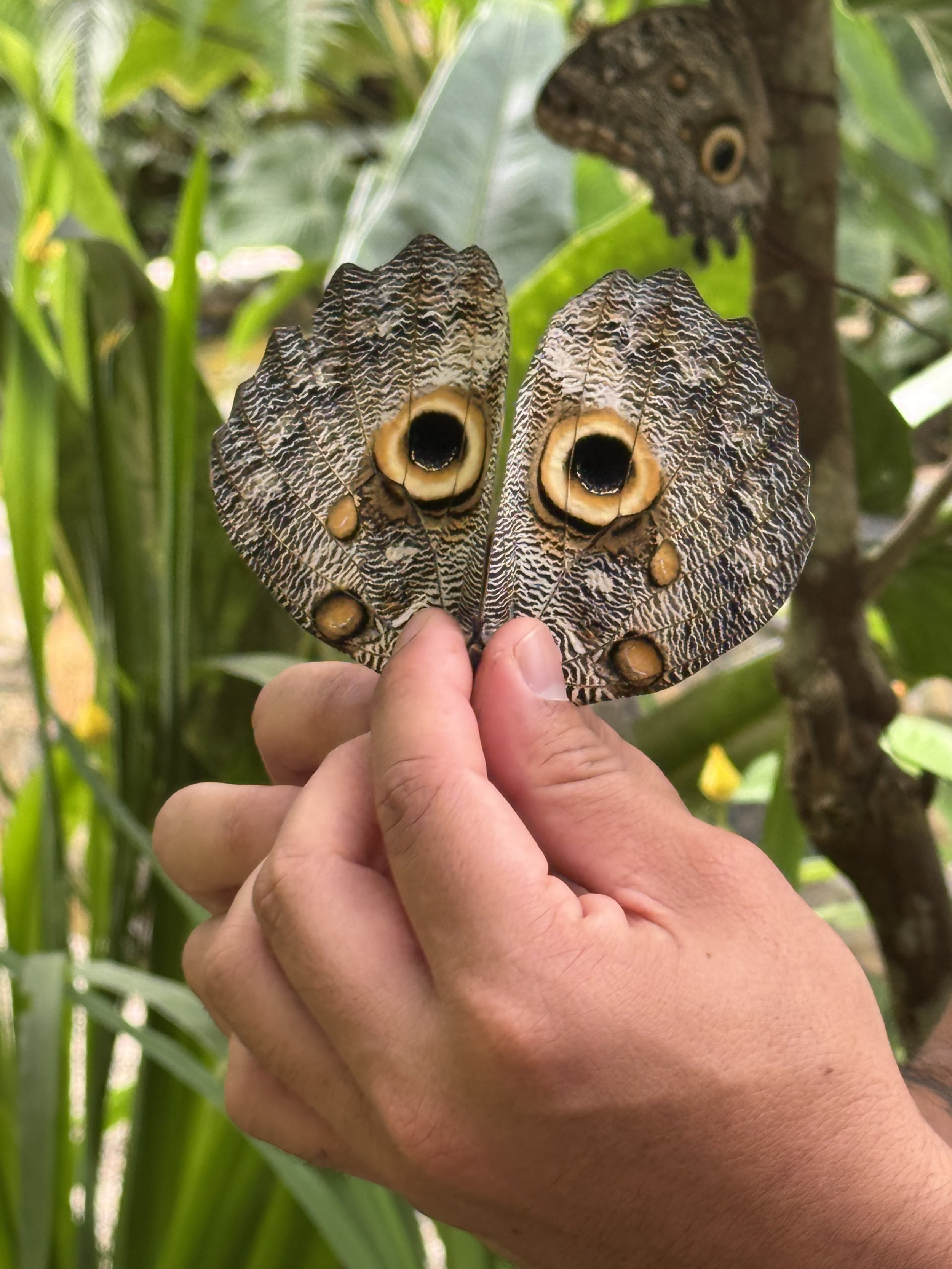A person holding a large owl butterfly with distinctive eye spots on its wings, in a lush green environment.