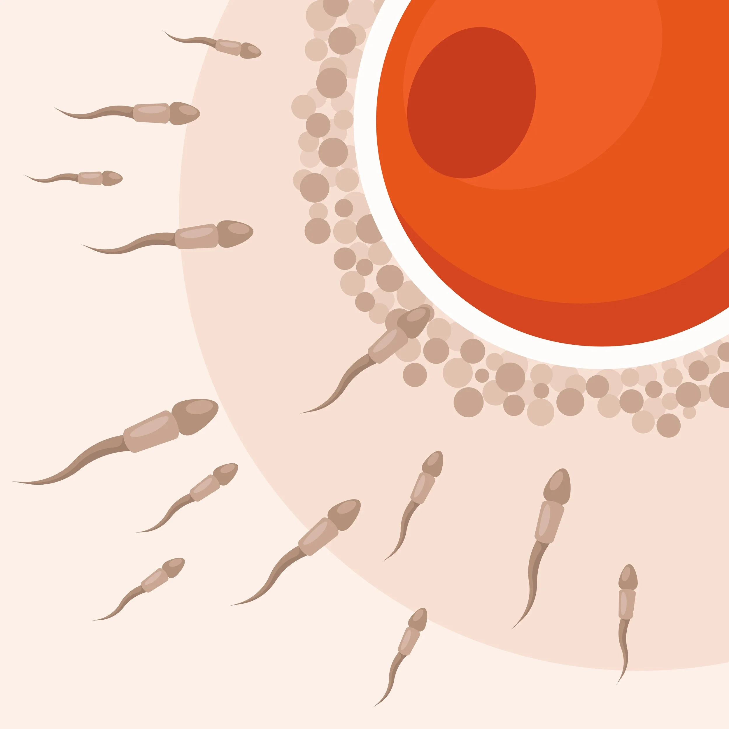 The Hidden Half of Fertility: Why Sperm Health Matters