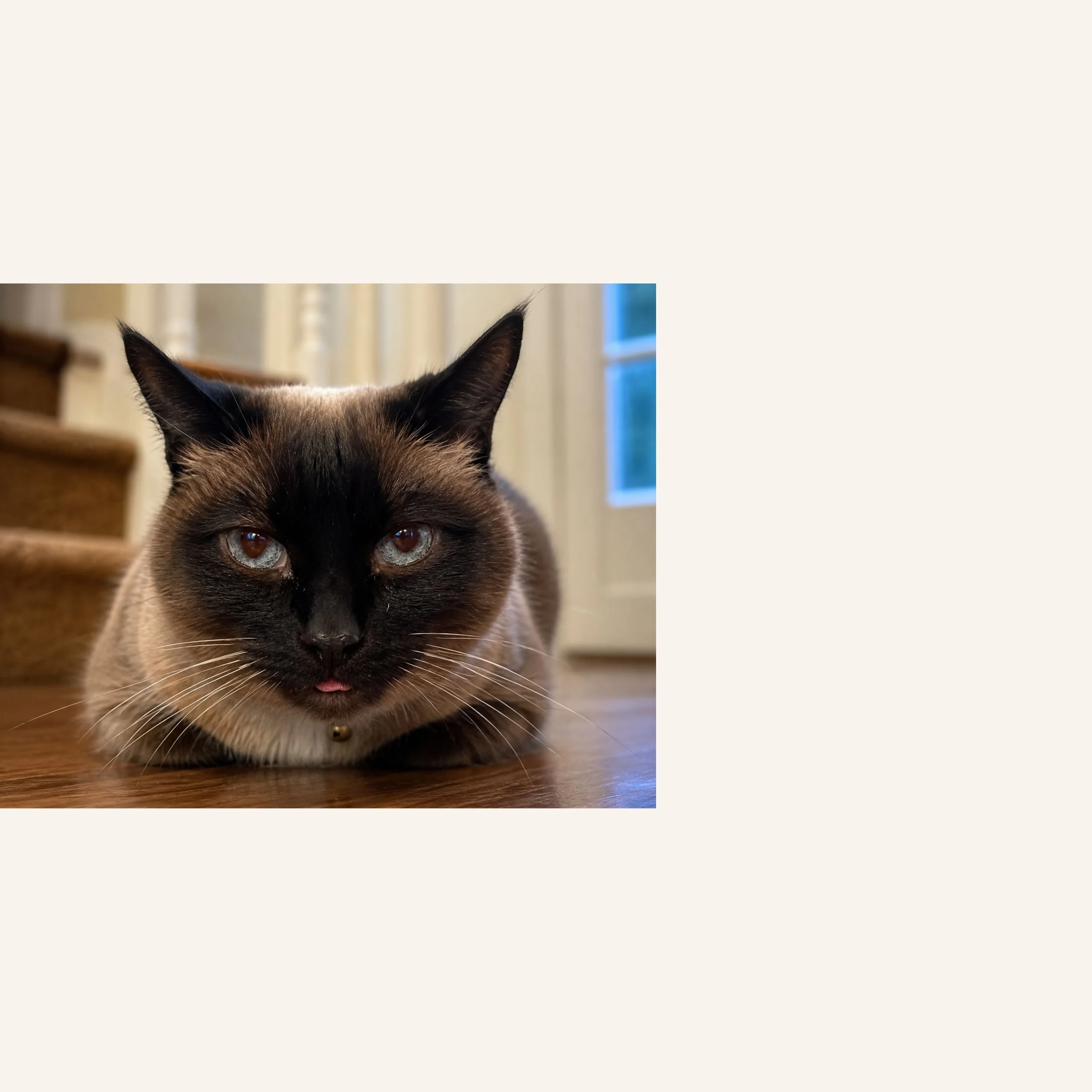 custom-cat-portrait-black-faced-siamese-reference.jpg