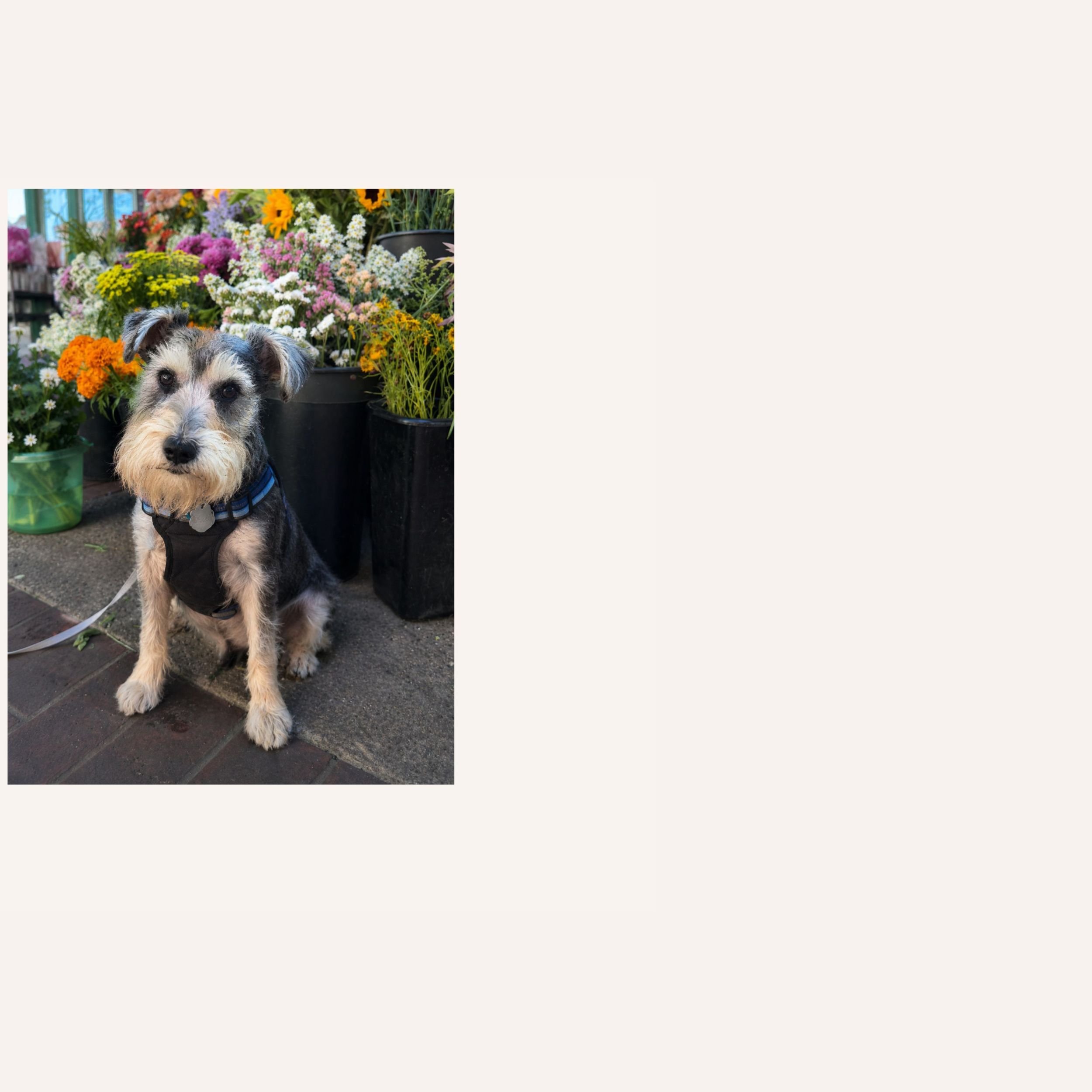 custom-dog-mosaic-apollo-schnauzer-reference.jpg