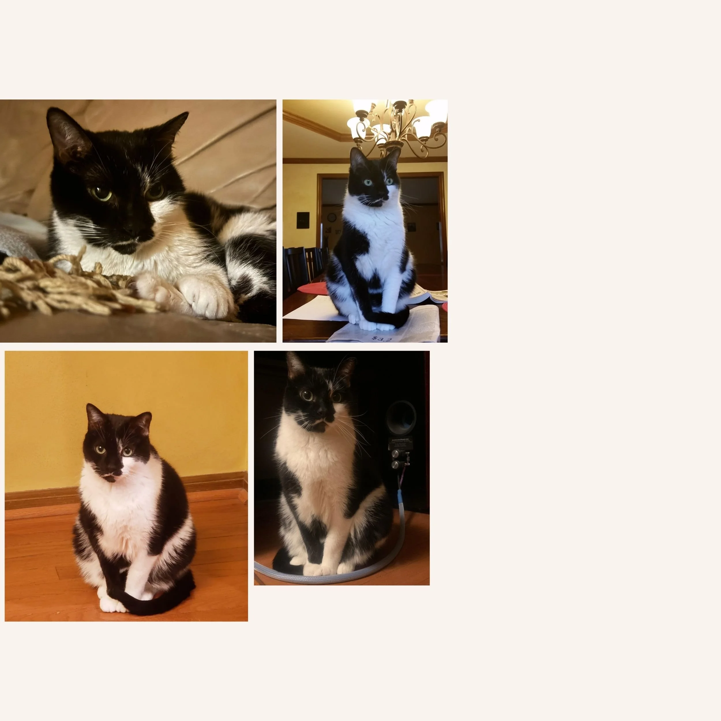 custom-cat-mosaic-black-and-white-reference.jpg