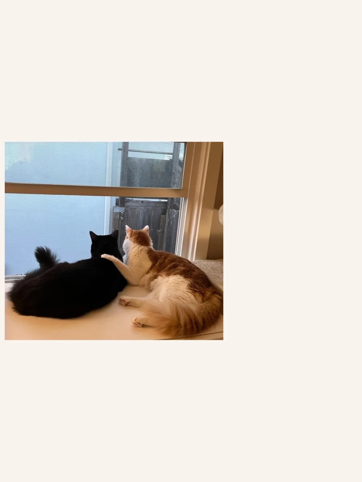 custom-cat-mosaic-two-looking-out-window-reference.jpg