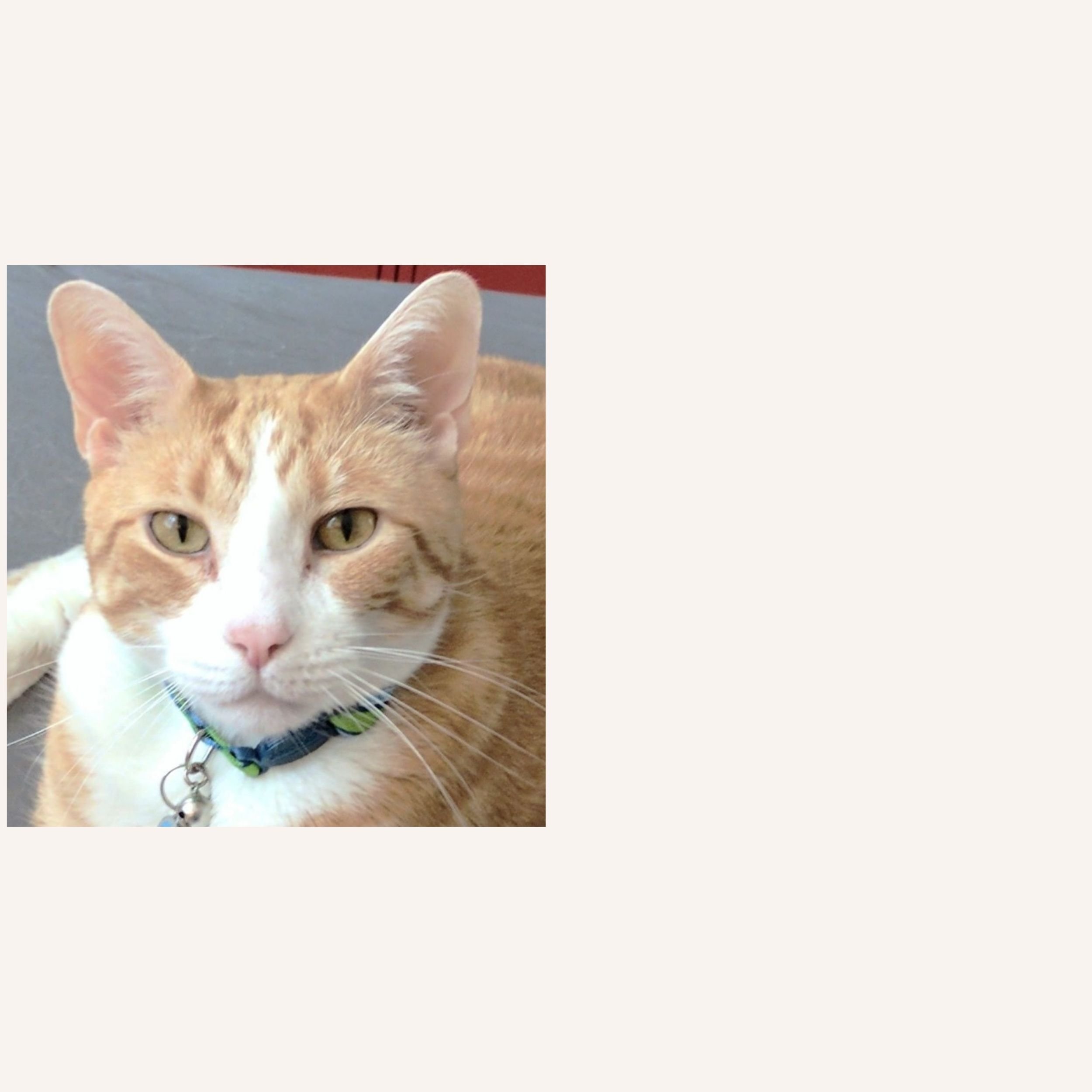 custom-cat-mosaic-moler-yellow-tabby-reference.jpg