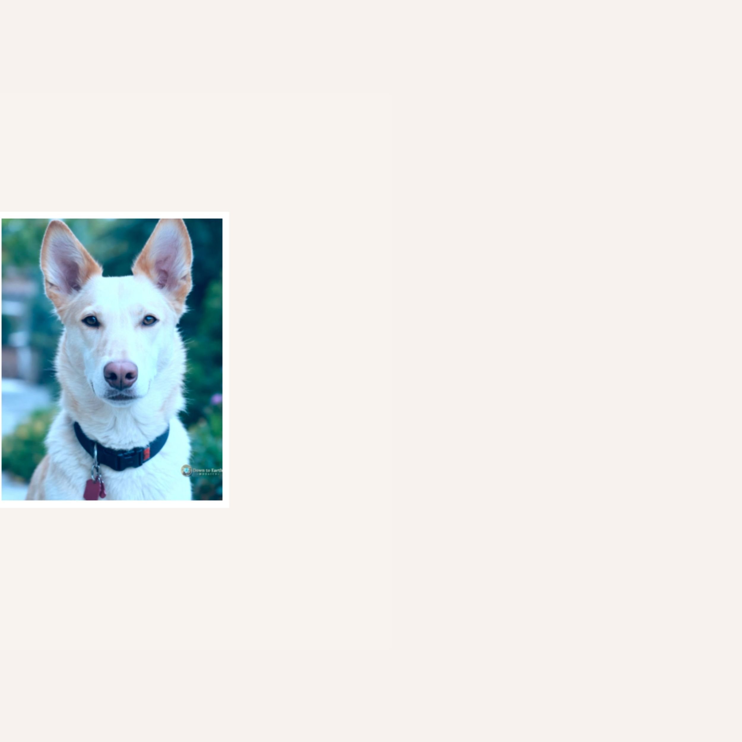 custom-dog-mosaic-white-husky-mix-reference.jpg.jpg