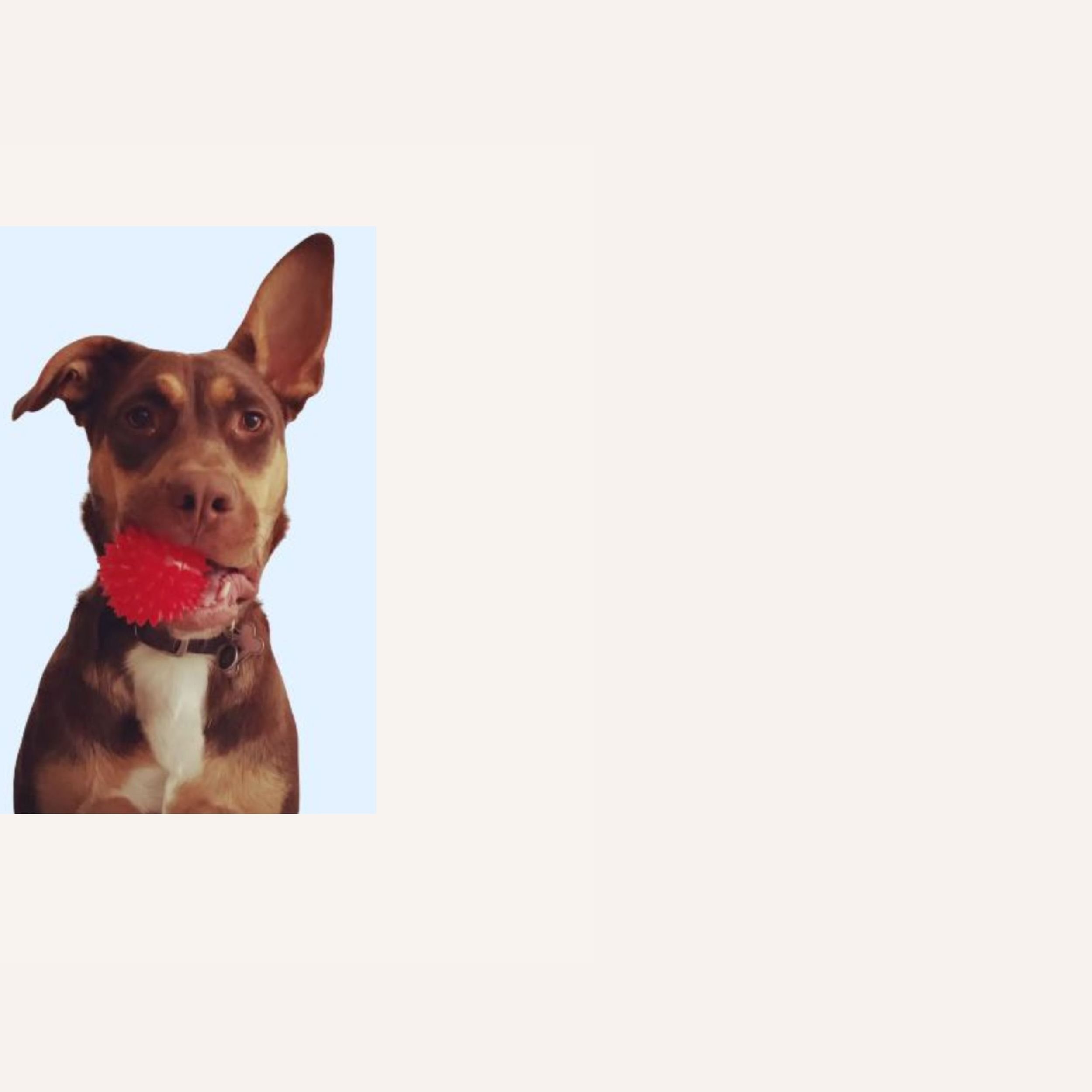 custom-dog-mosaic-red-ball-dog-reference.jpg.jpg