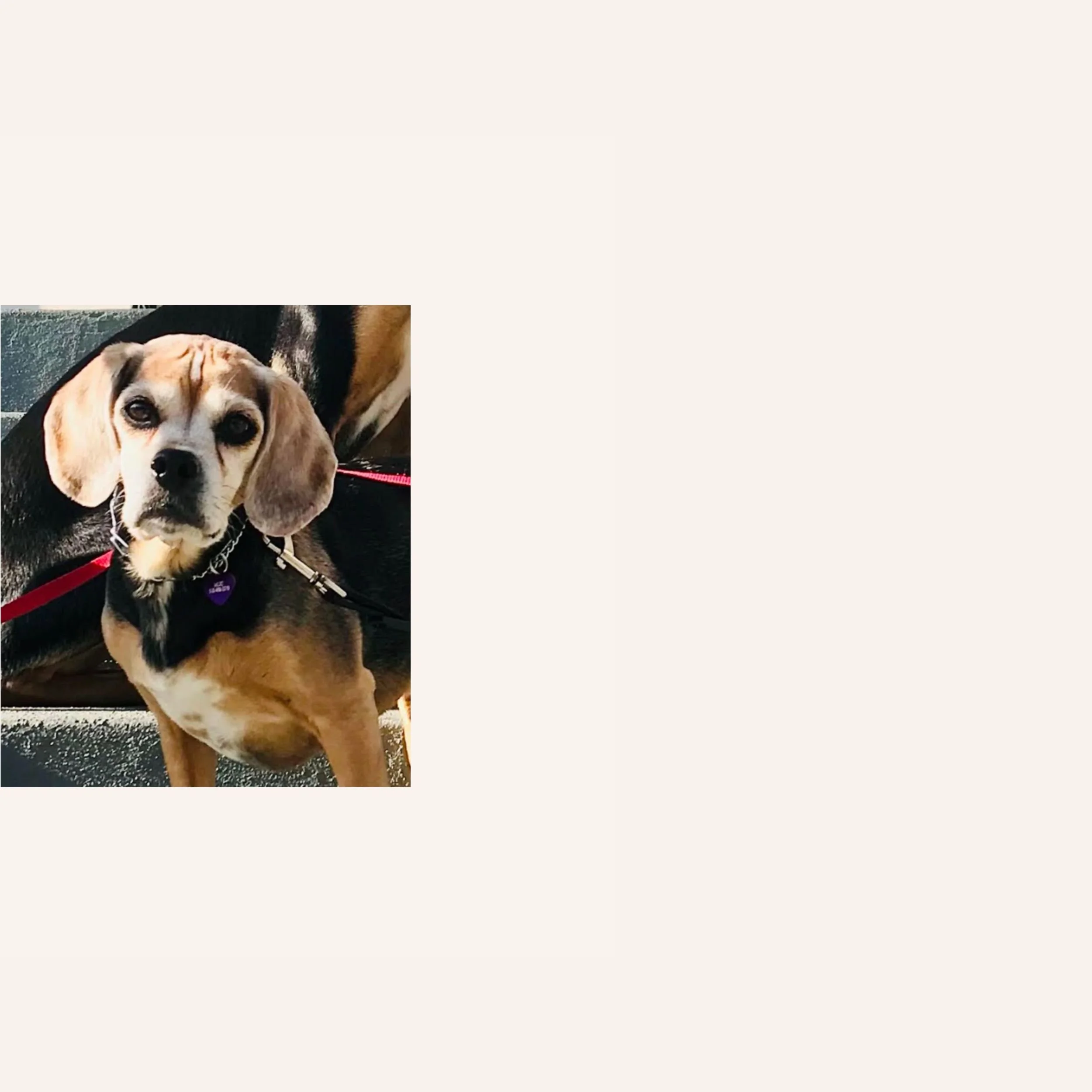 custom-dog-mosaic-beagle-mix-reference.jpg.jpg