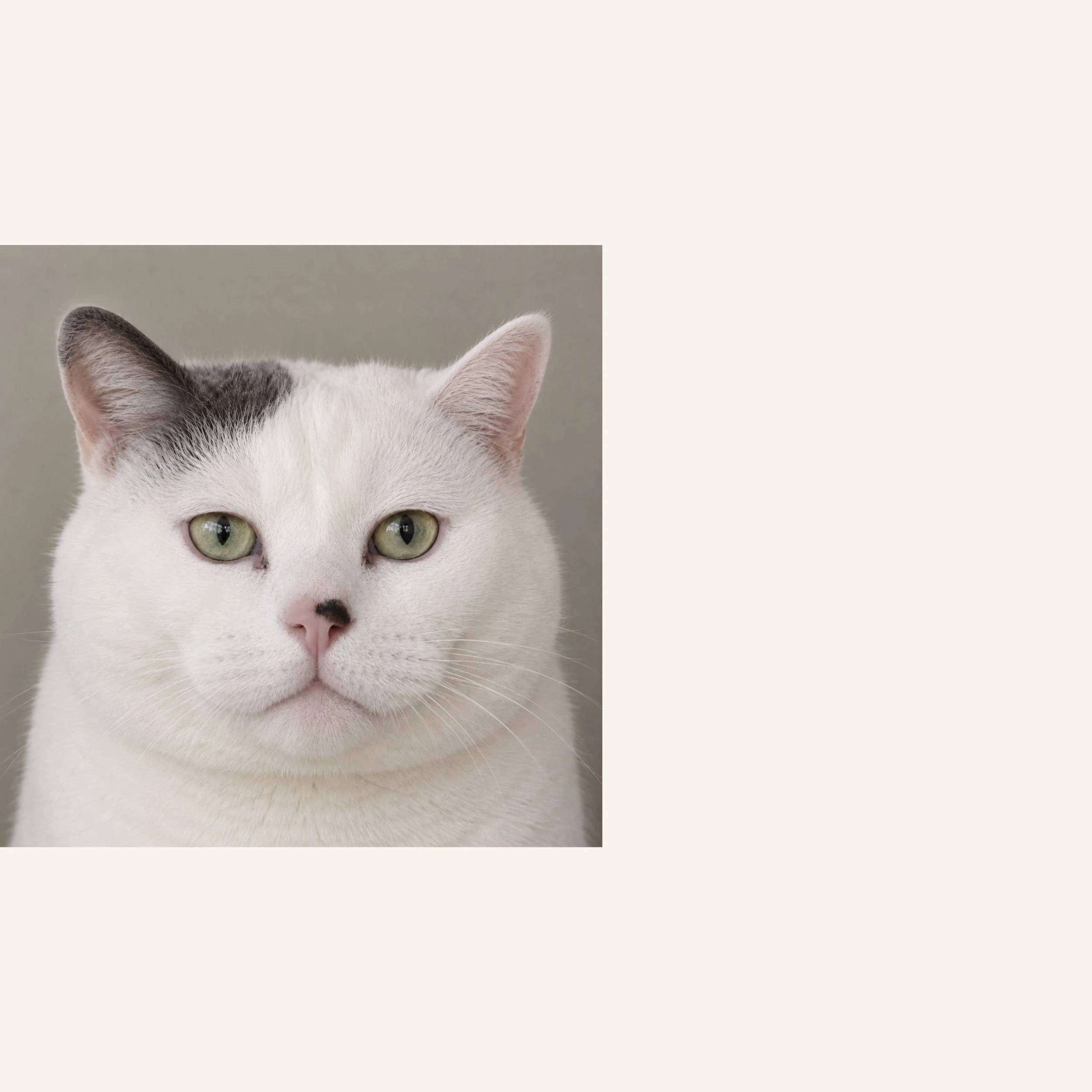custom-cat-mosaic-big-white-reference.jpg