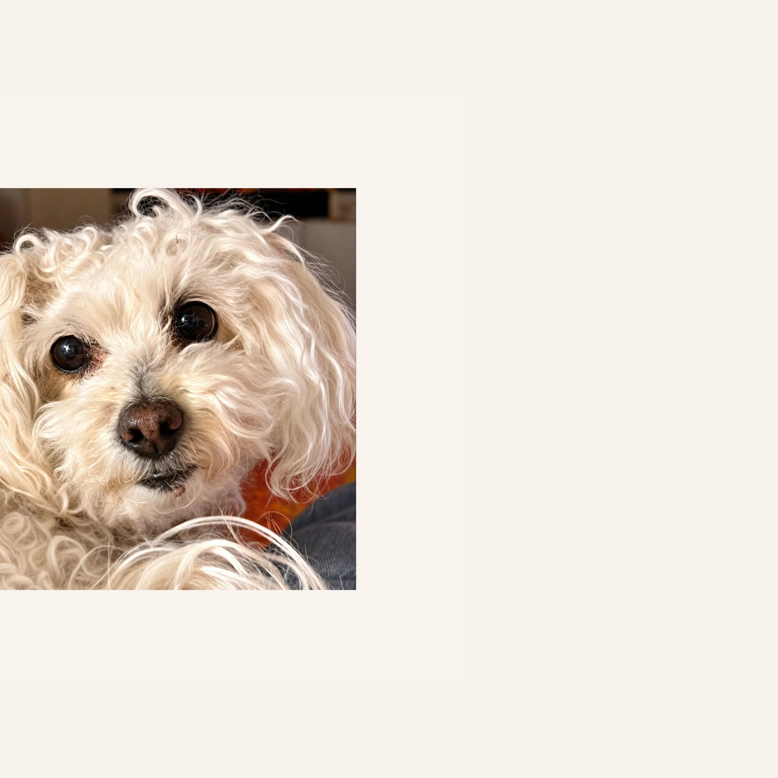 custom-dog-mosaic-white-mini-poodle-reference.jpg.jpg