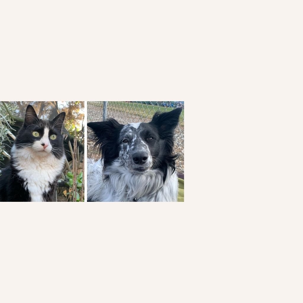 custom-mosaic-cat-and-dog-reference.jpg