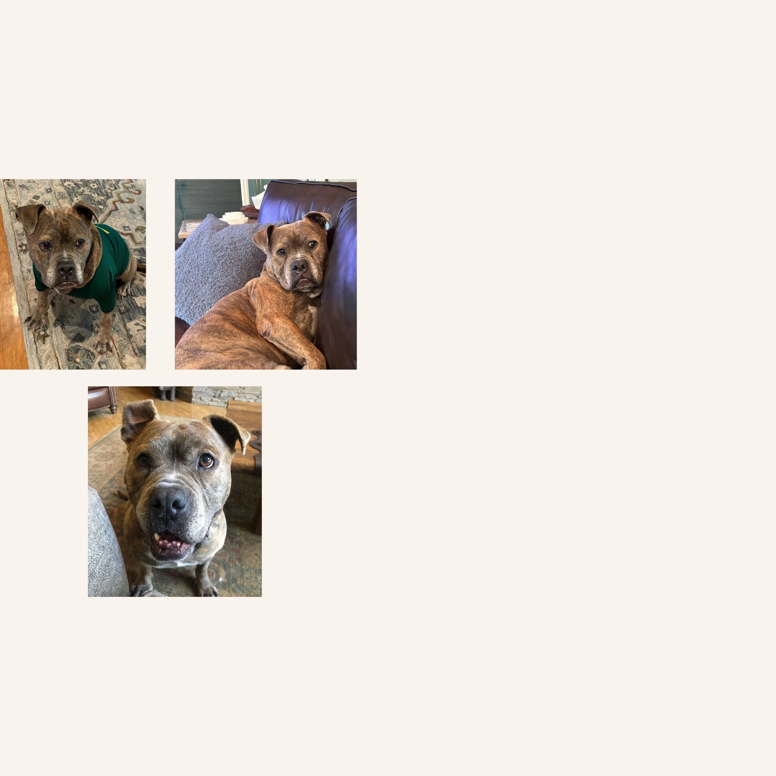 custom-dog-mosaic-brindle-pitbull-multiple-reference.jpg.jpg