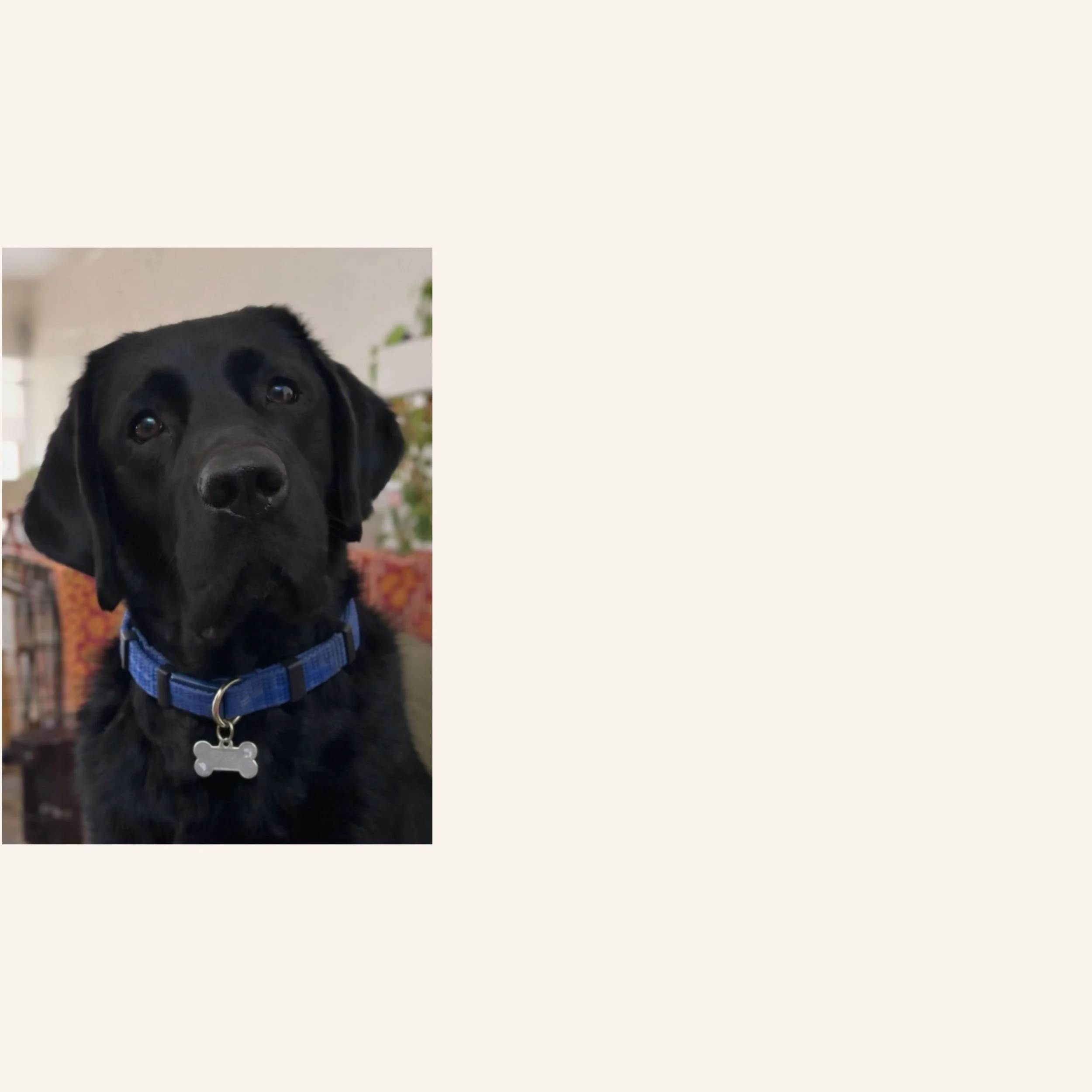custom-dog-mosaic-black-lab-california-coastline-reference.jpg.jpg