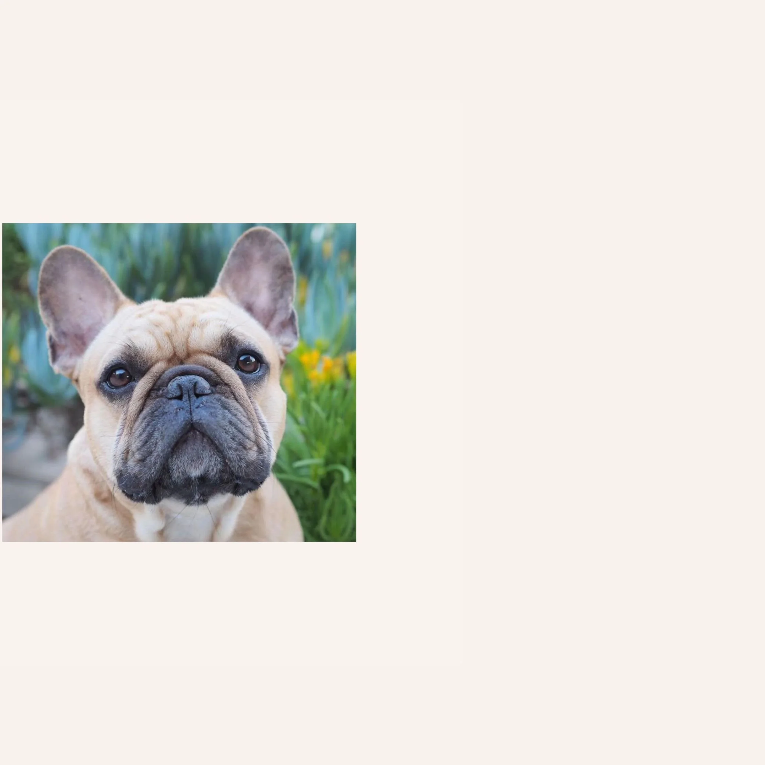 custom-dog-mosaic-dante-bulldog-reference.jpg.jpg