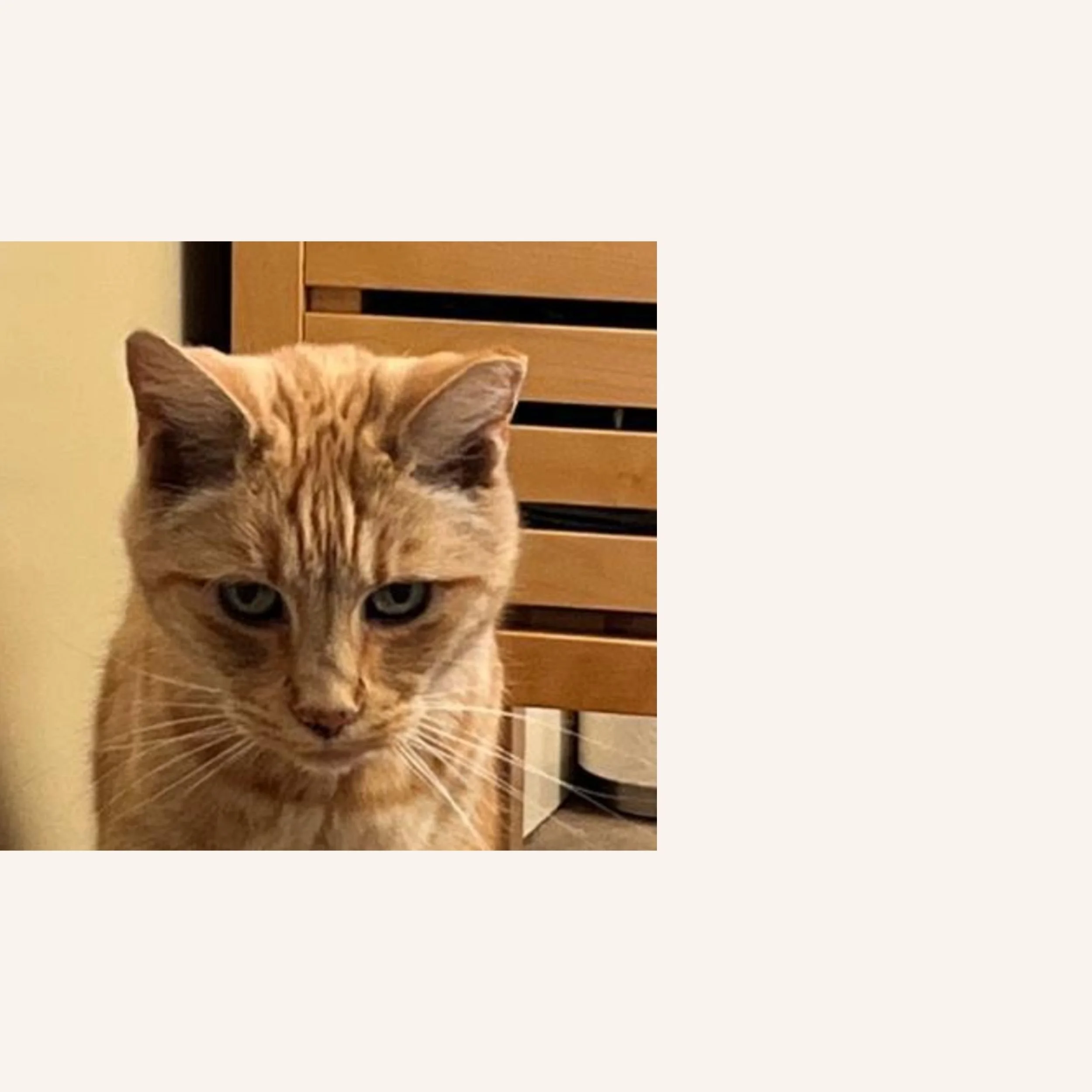 custom-cat-mosaic-yellow-tabby-mad-reference.jpg