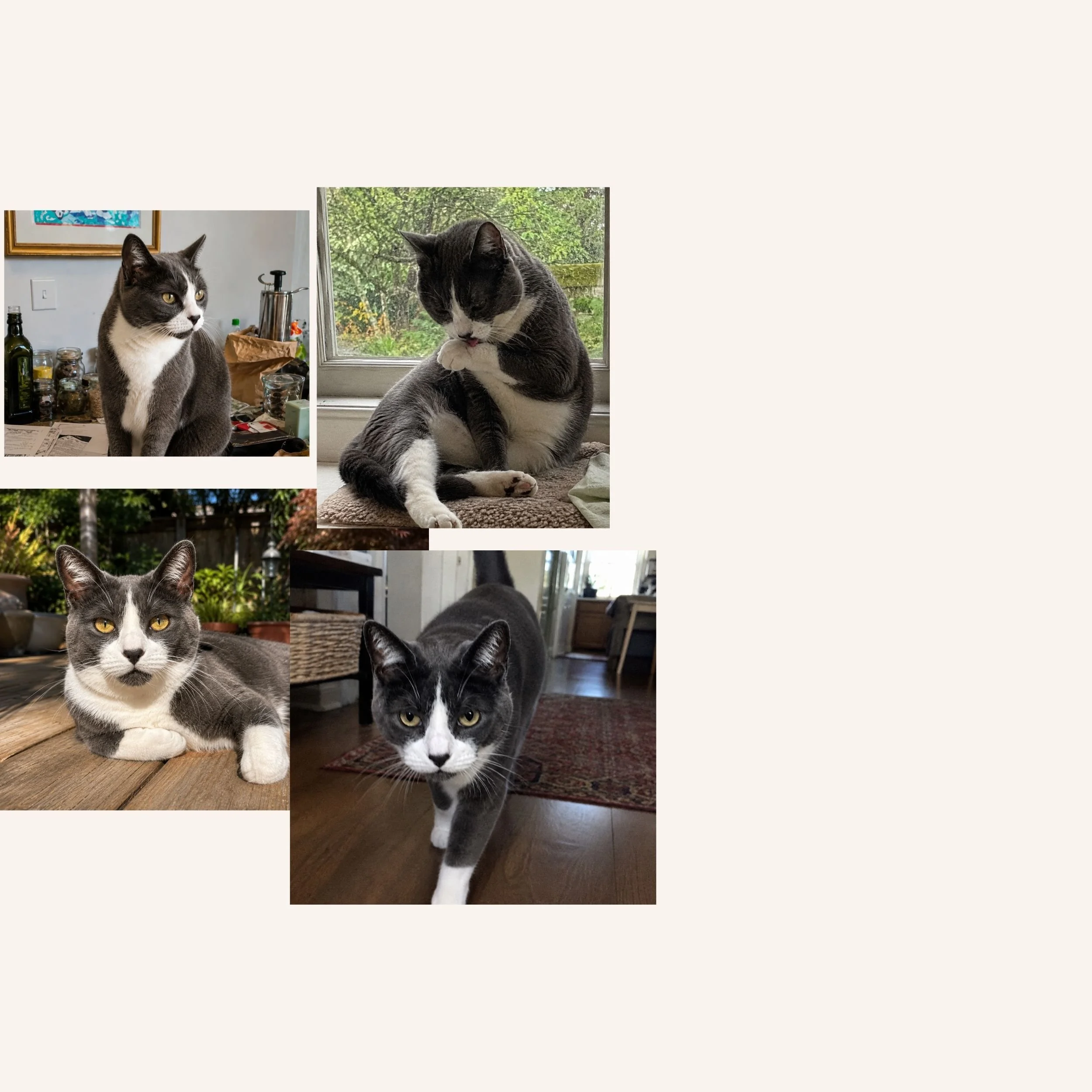 custom-cat-mosaic-blackandwhite-reference.jpg