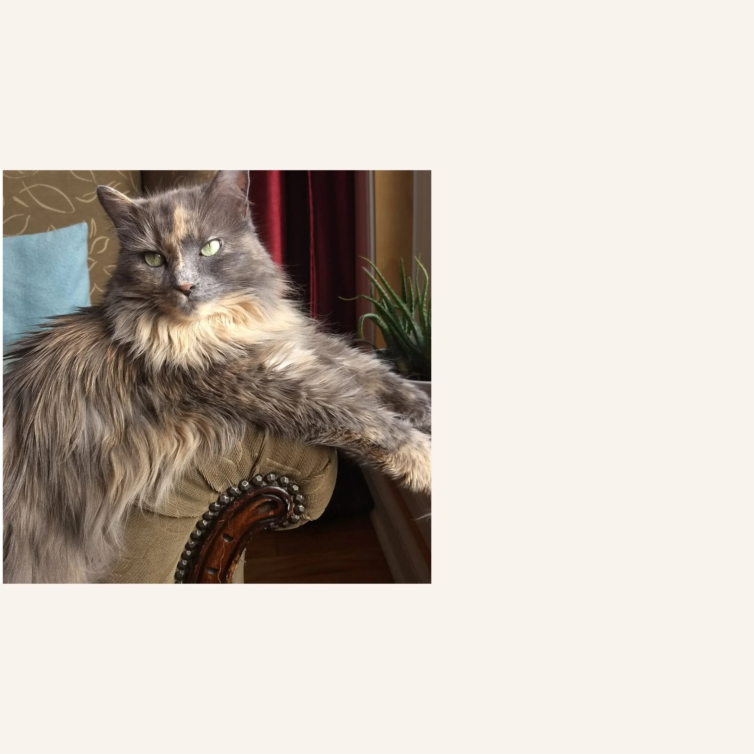 custom-cat-mosaic-psycholdelic-ellie-reference.jpg