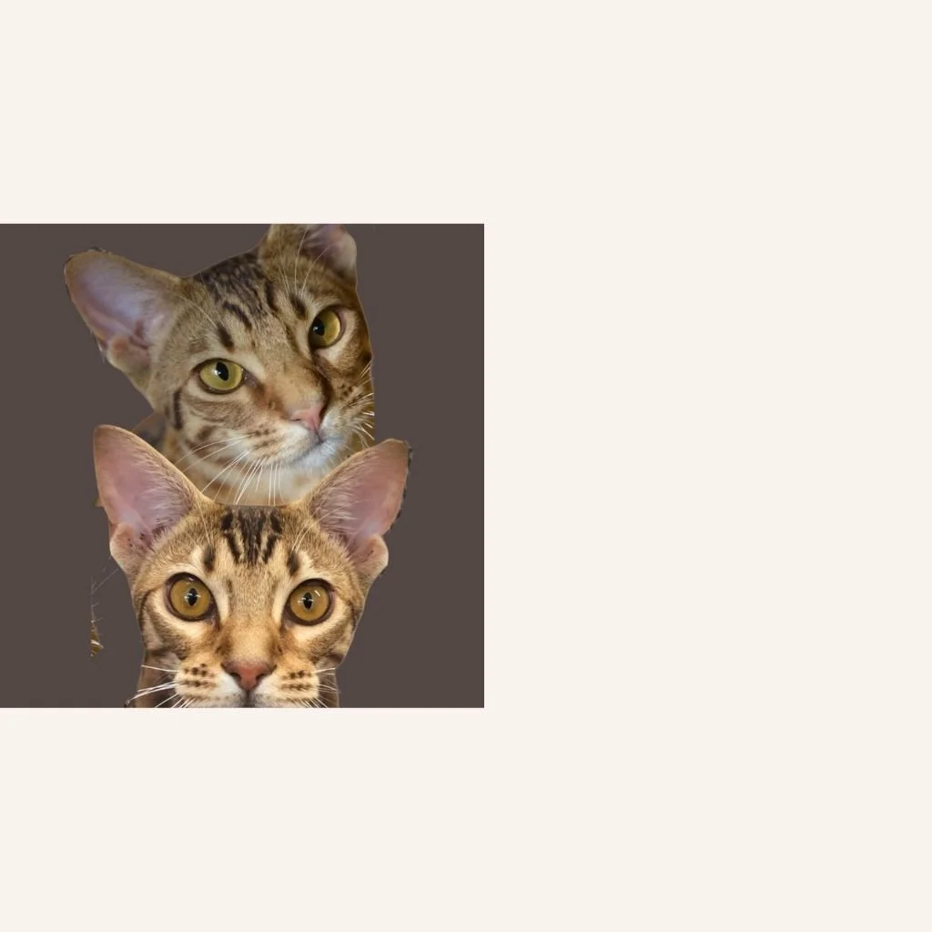 custom-cat-mosaic-two-bengals-reference.jpg