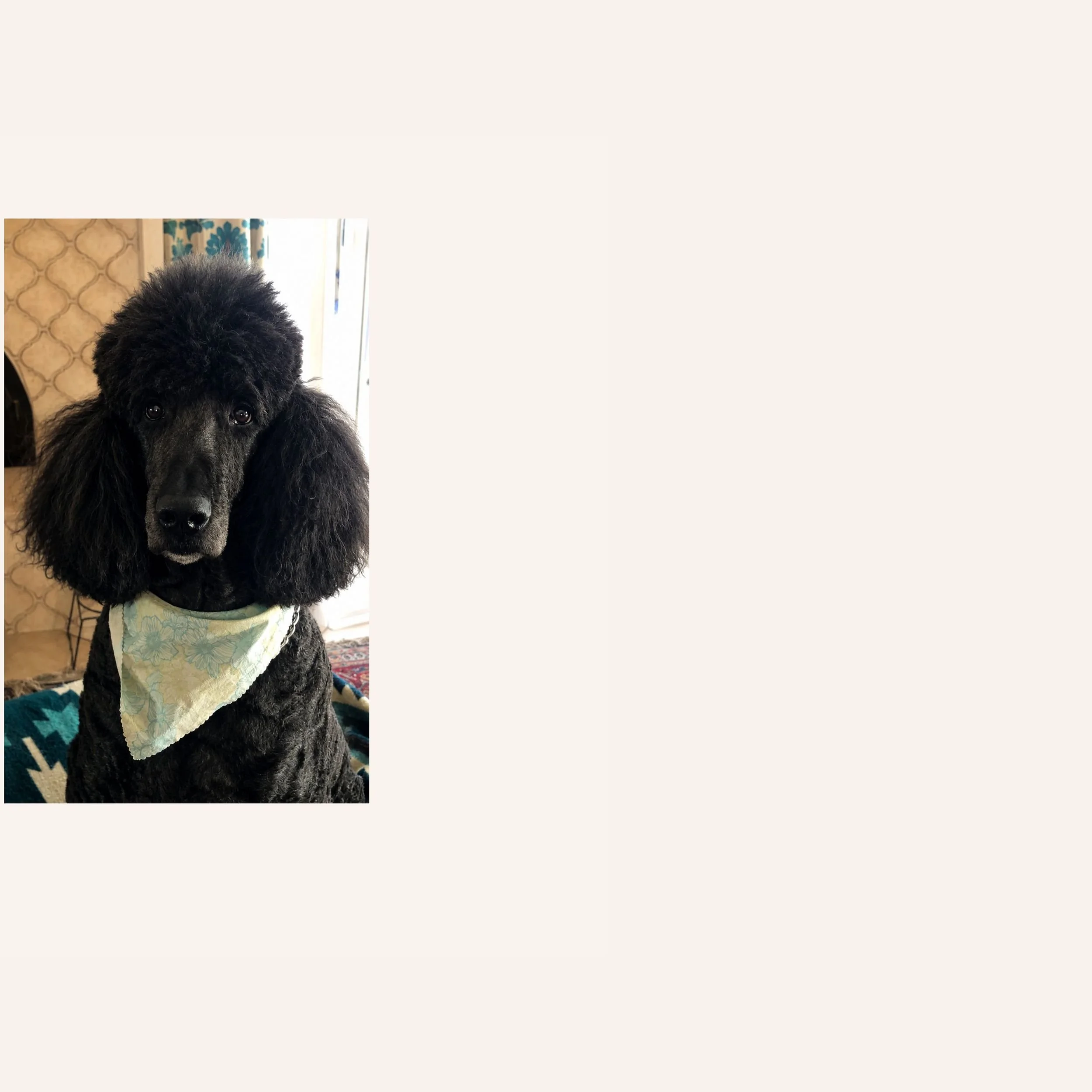custom-dog-mosaic-black-poodle-palm-trees-reference.jpg.jpg