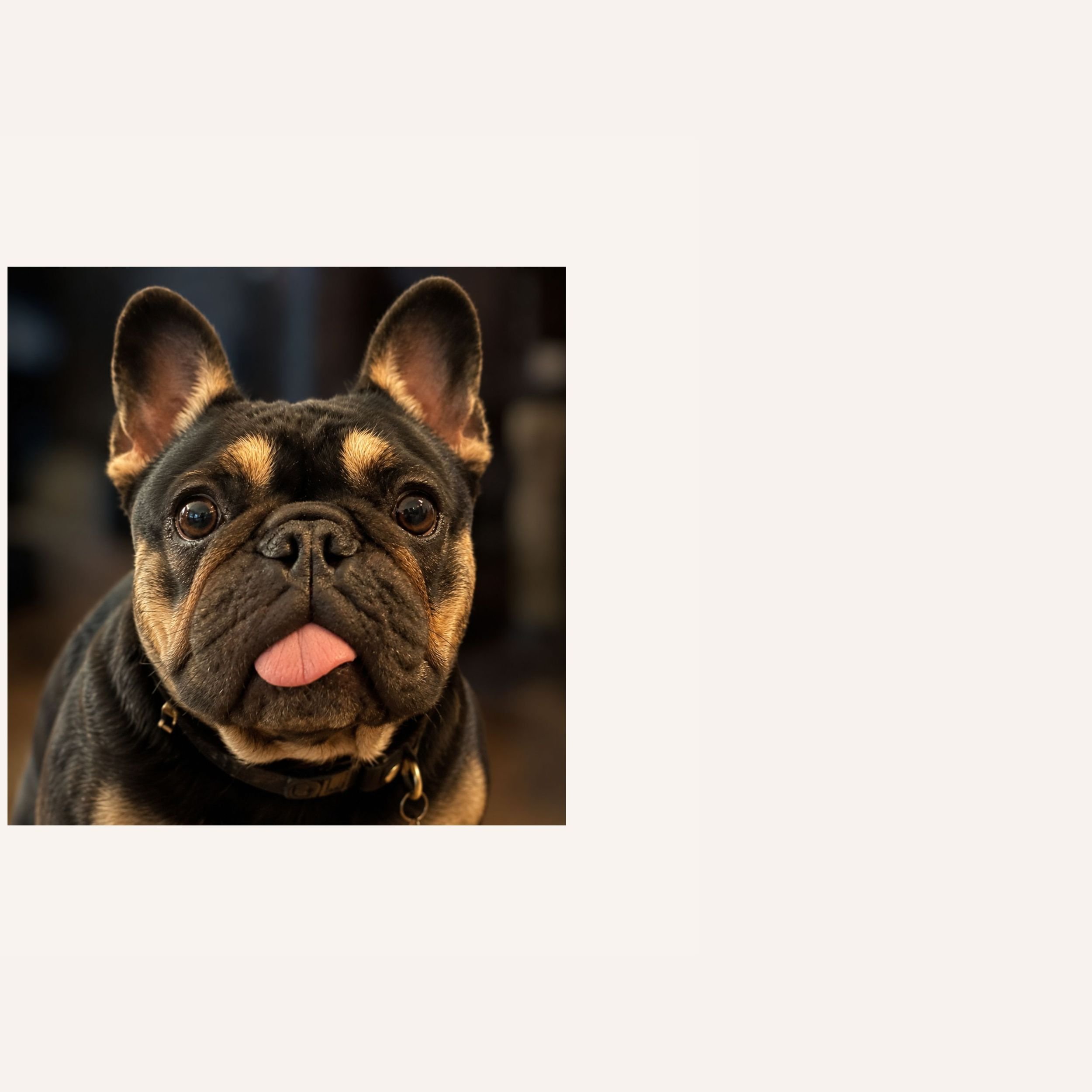 custom-dog-mosaic-french-bulldog-reference.jpg