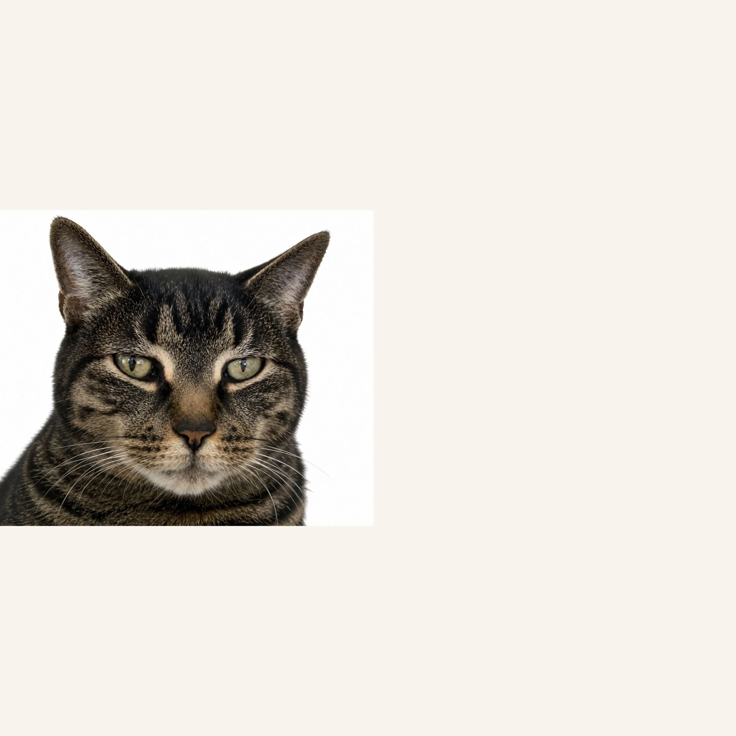 custom-cat-mosaic-dark-tabby-reference.jpg