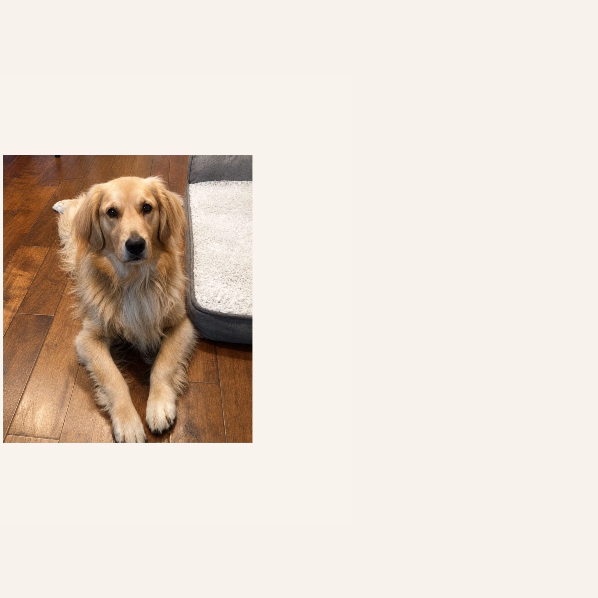custom-dog-mosaic-rainbow-golden-retriever-reference.jpg.jpg