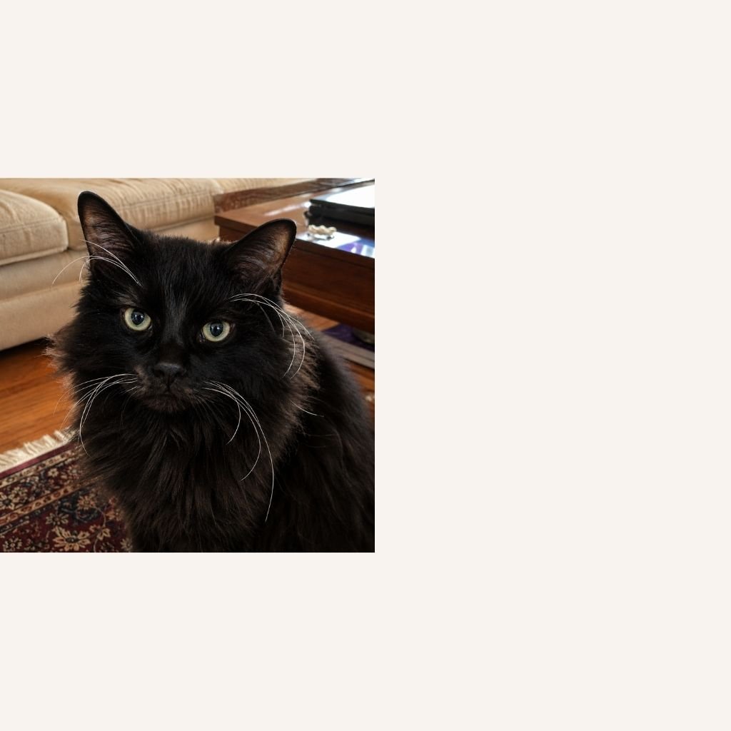 custom-cat-mosaics-black-fluffy-reference.jpg