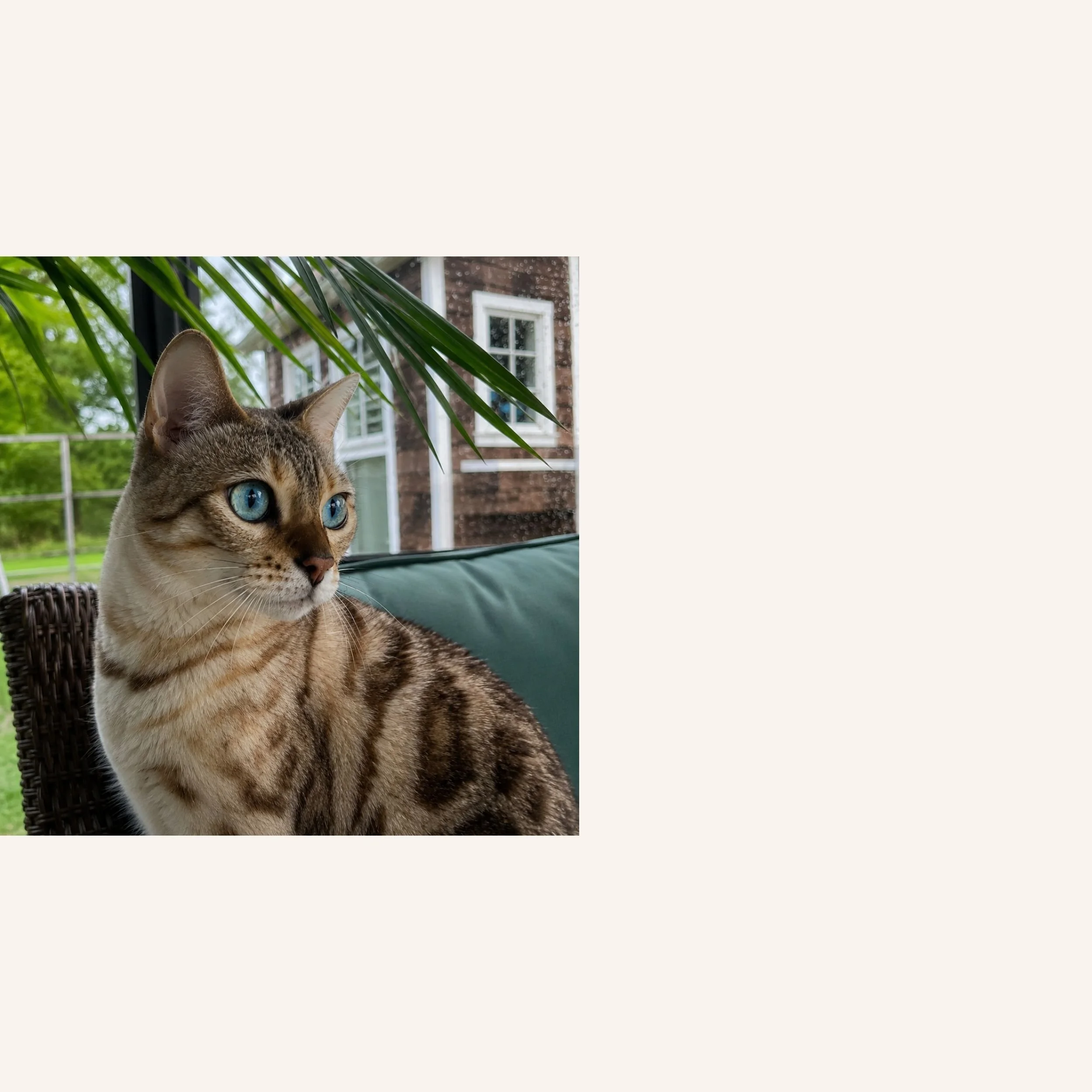 custom-cat-mosaic-green-eyed-tabby-reference.jpg