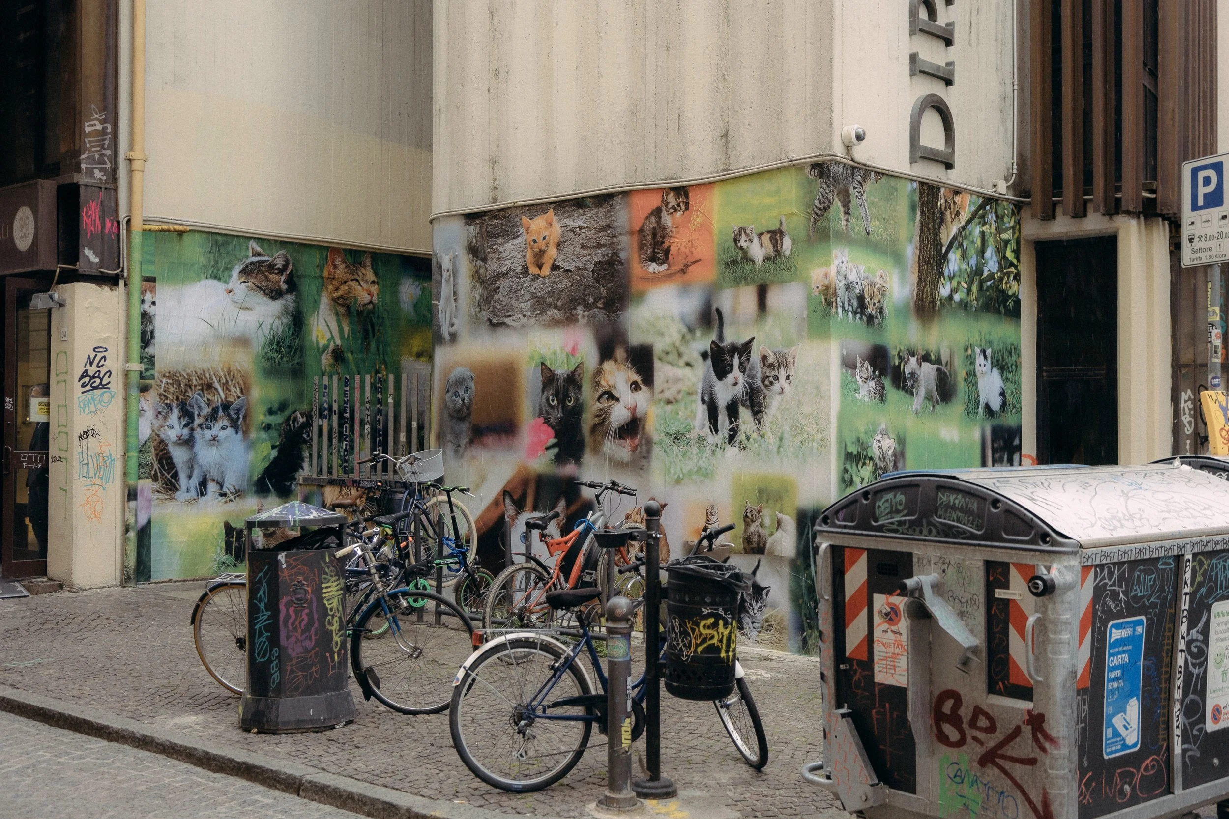 Muro con adesivi di gatti di varie specie e colori, bicicletta, cassonetti e commenti scritti. Urban street scena.