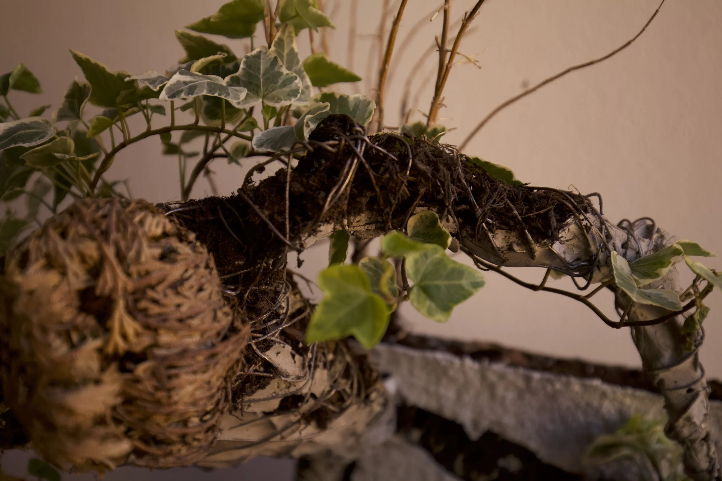 Pianta con foglie verdi variegate e radici visibili, con un elemento di forma rotonda e intrecciata in primo piano.