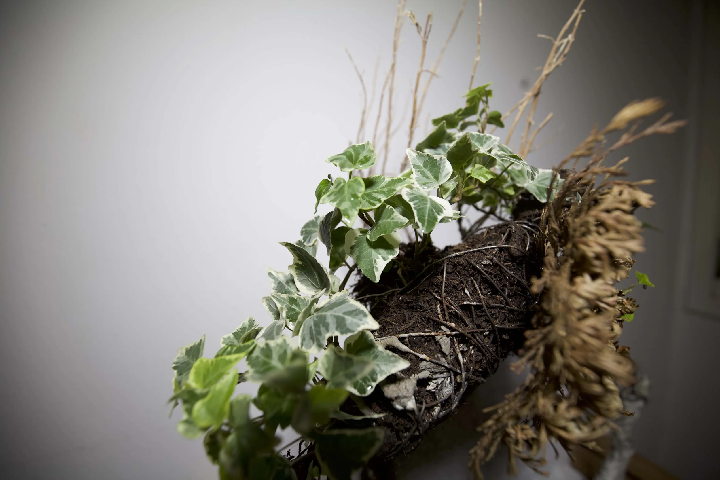Una pianta di edera con foglie verdi variegate e radici aeree, inserita in un terreno di terra scura con altre piante secche attorno.