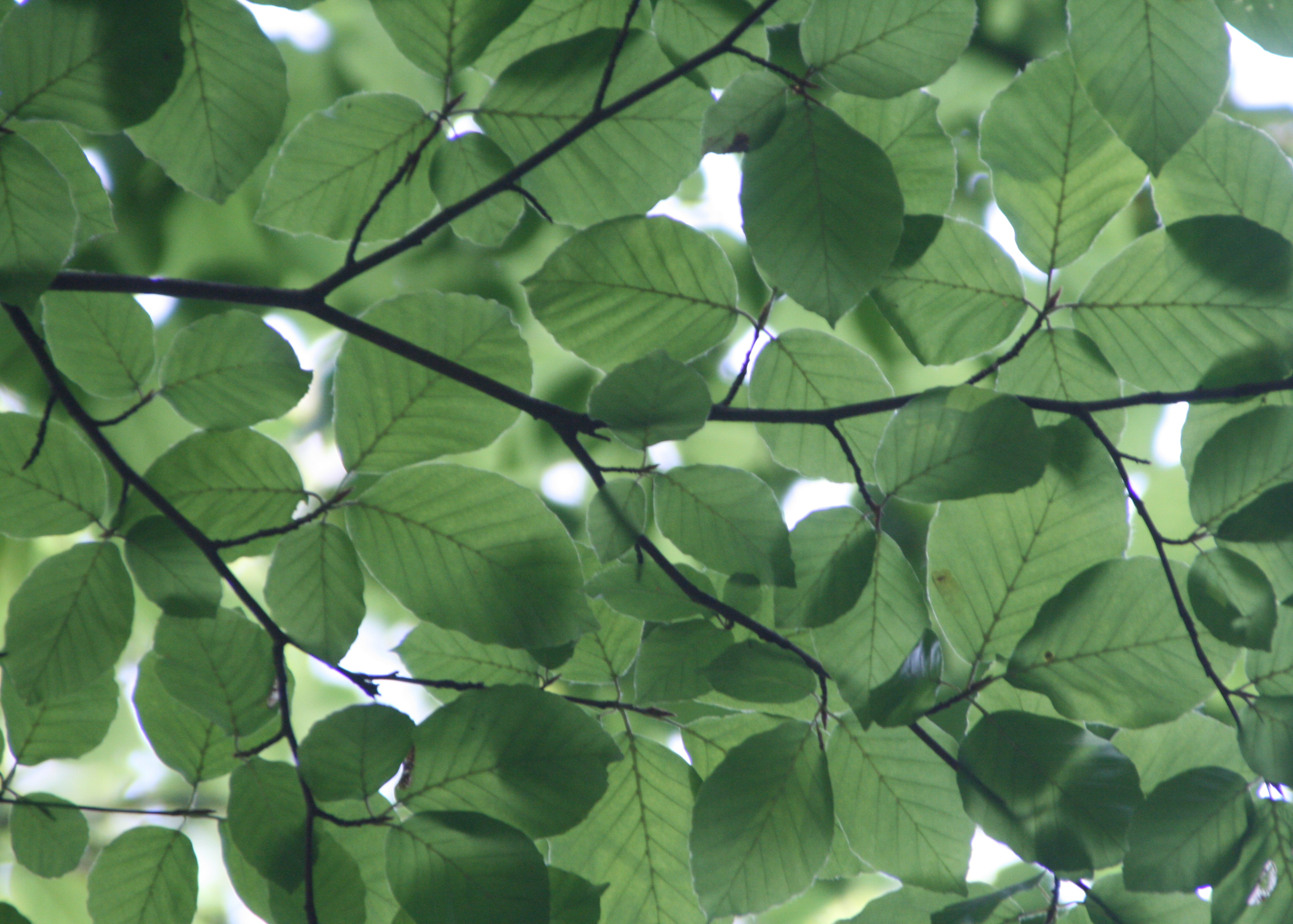 North Idaho Green Summit