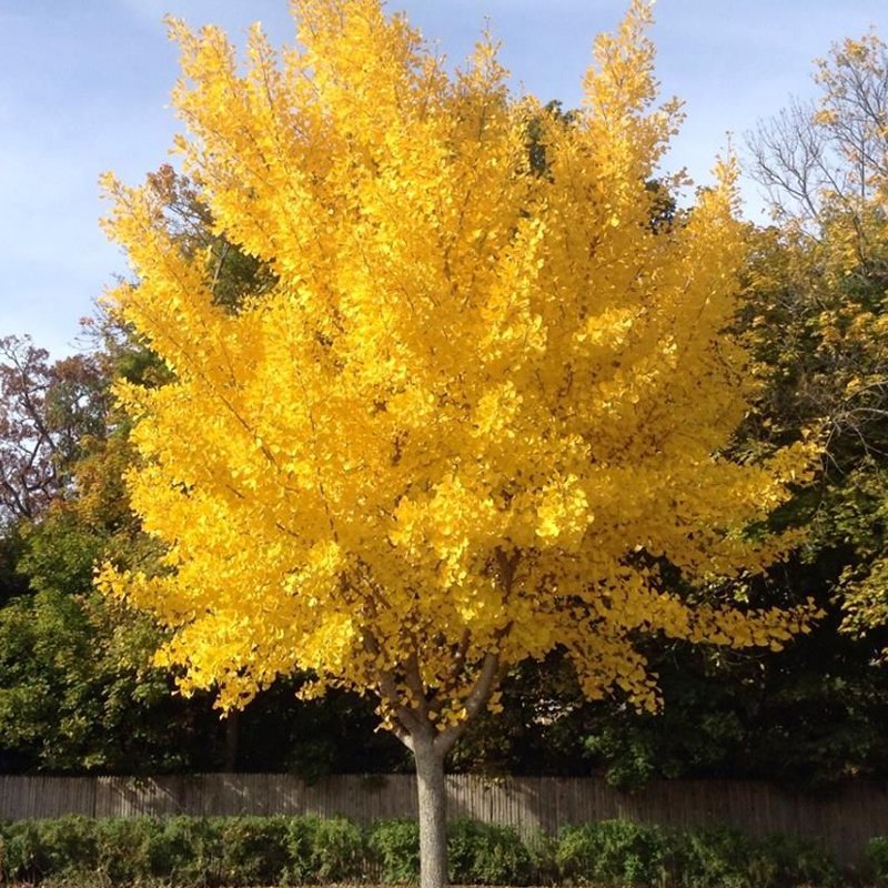Autumn Gold Ginkgo
