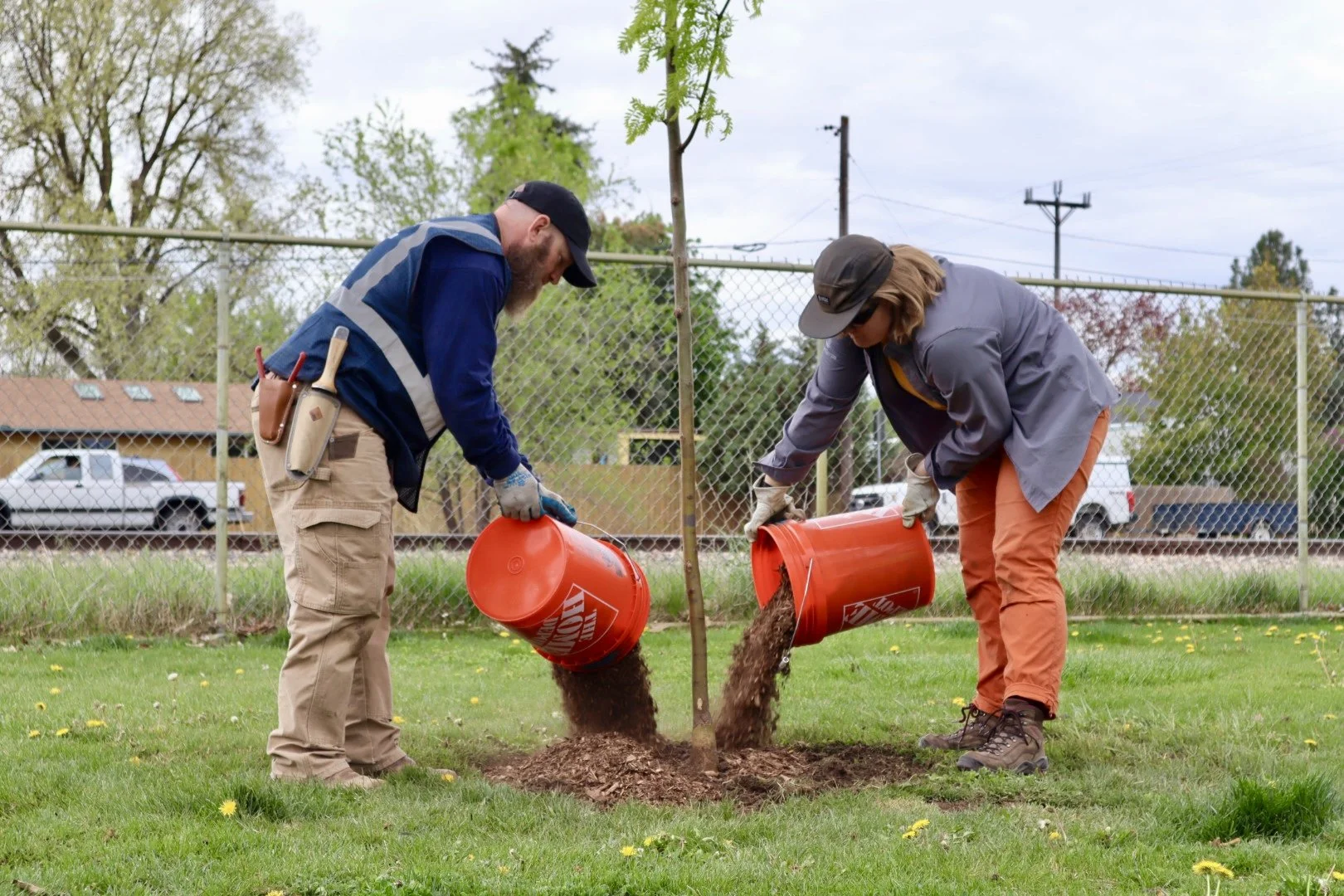 Two people planting a tree, both are pouring soil from orange buckets around the base of a young sapling, in a grassy area near a chain-link fence.