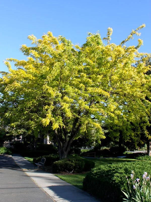 Sunburst Honeylocust
