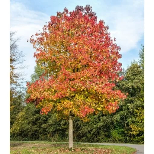 'Happidaze' Sweetgum