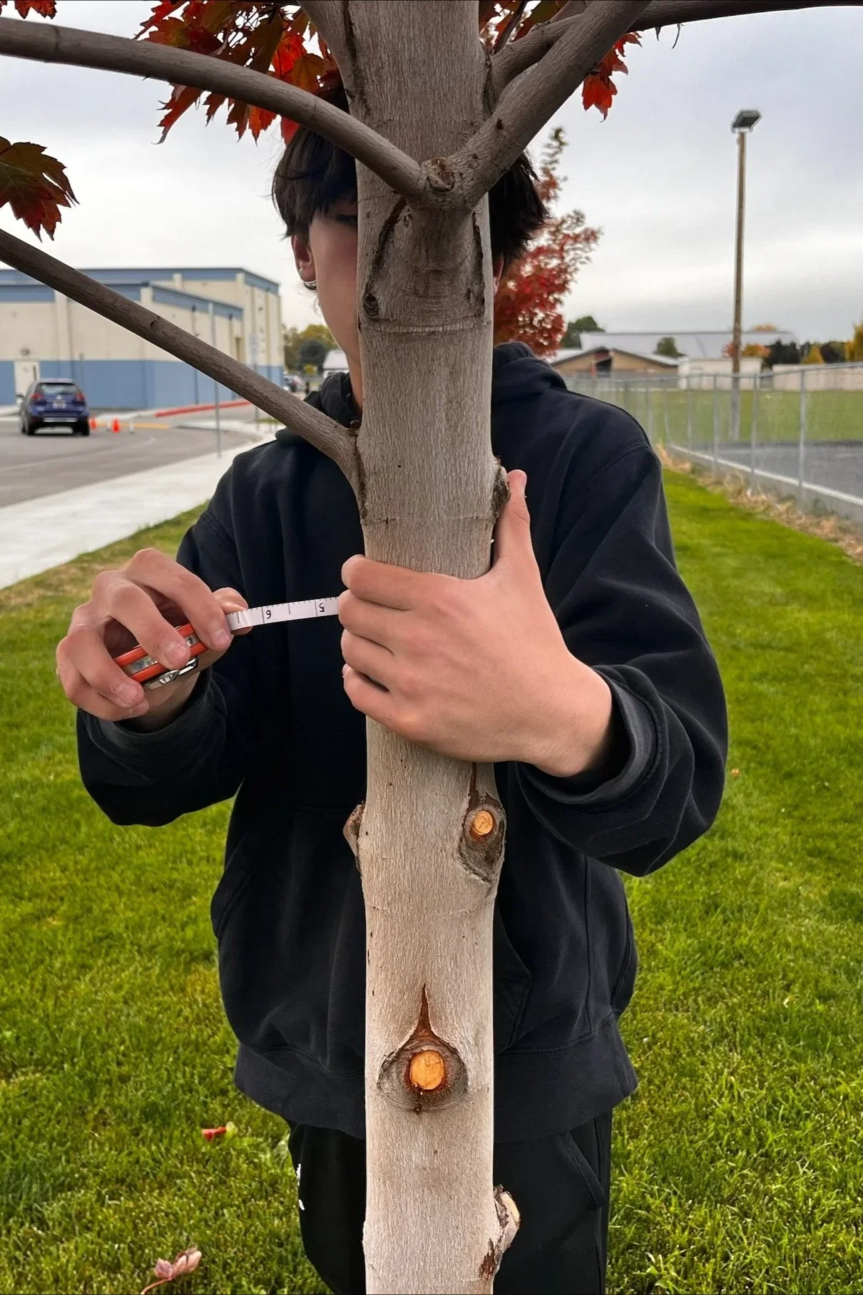 Person measuring the trunk of a small tree with a tape measure outdoors, with buildings, cars, and a fenced grassy area in the background.