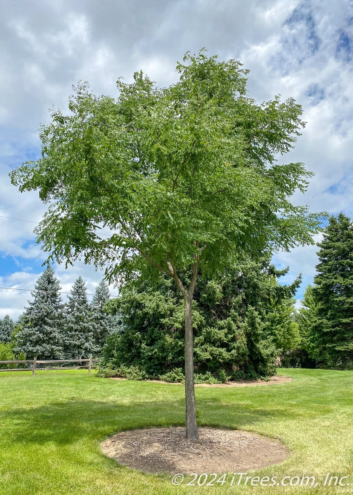 Gymnocladusdioicus_KentuckyCoffeeTree_4_1200x1680.jpg