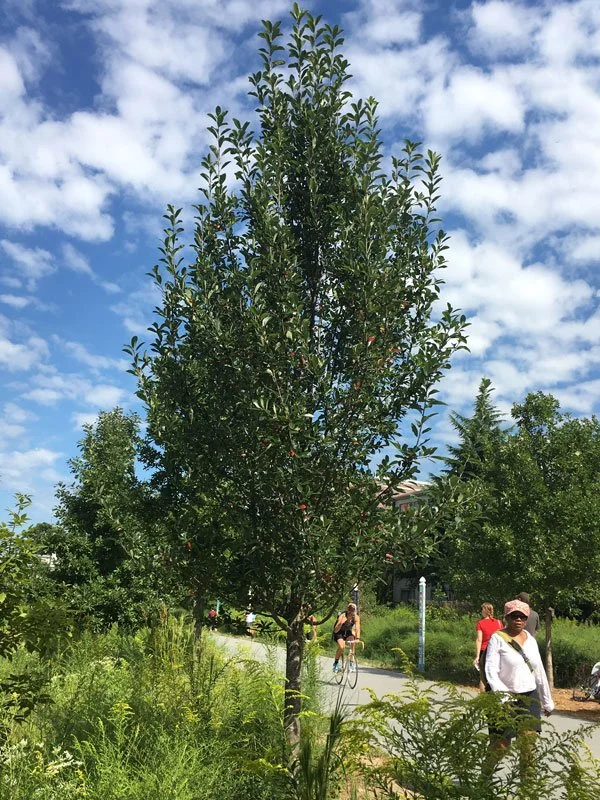 Green Gable Black Tupelo
