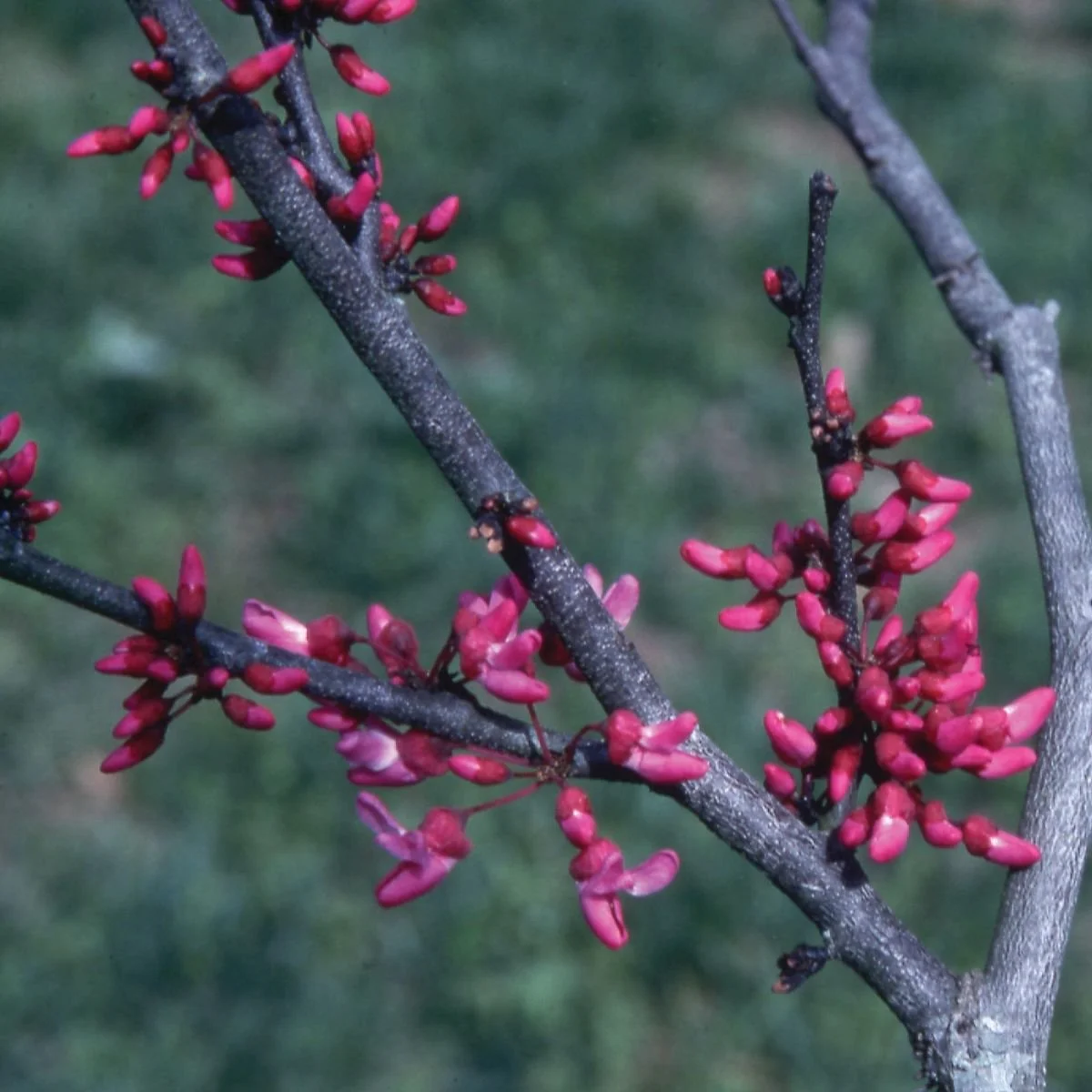 0005360_eastern-redbud.jpeg