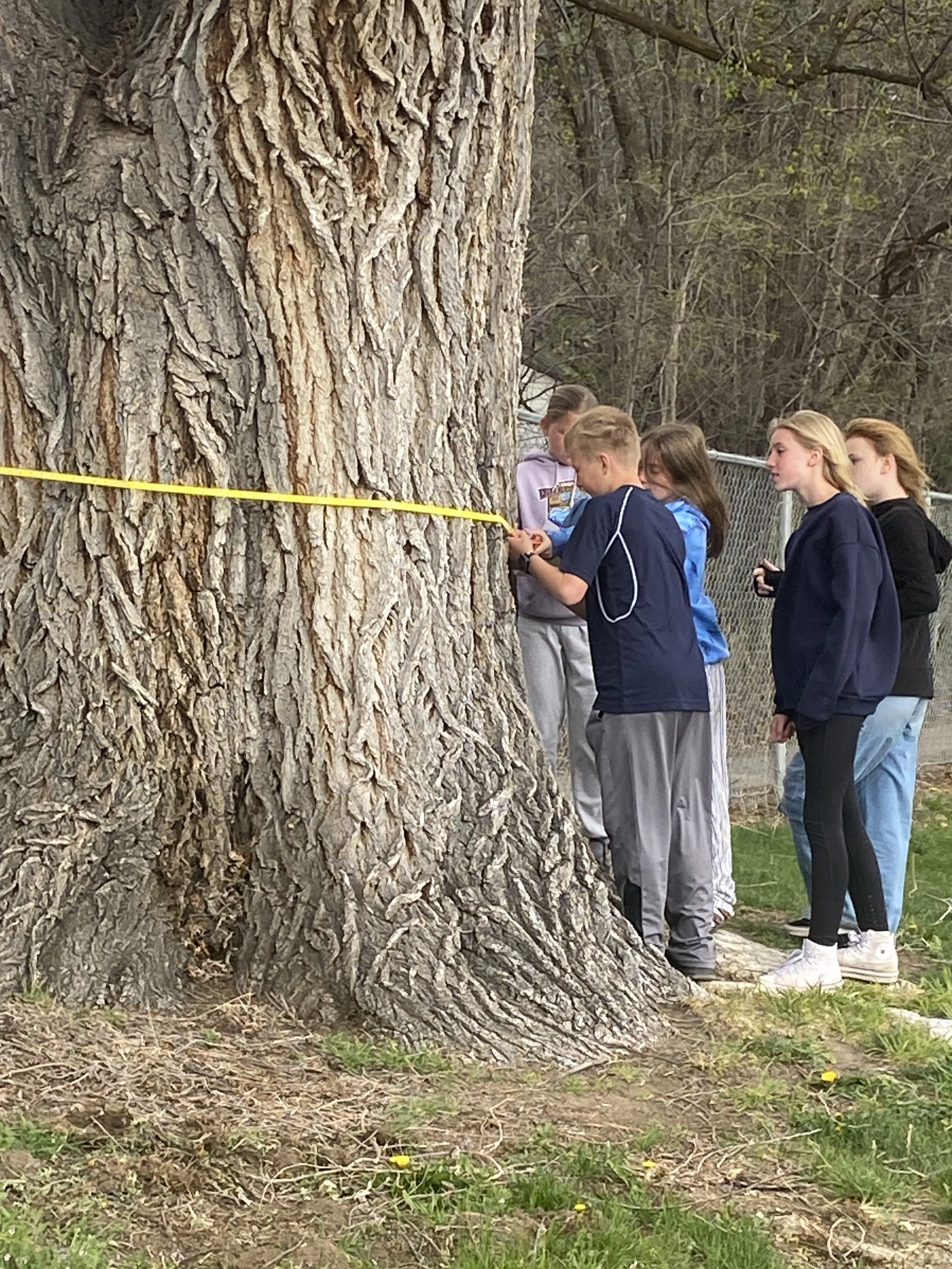 Group of children measuring a large tree with a yellow measuring tape outdoors near a fence with trees in the background.