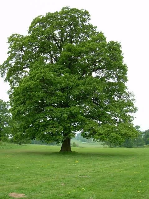 English Oak