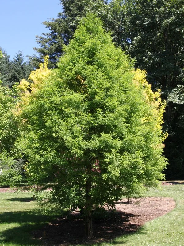 Green Whisper Bald Cypress
